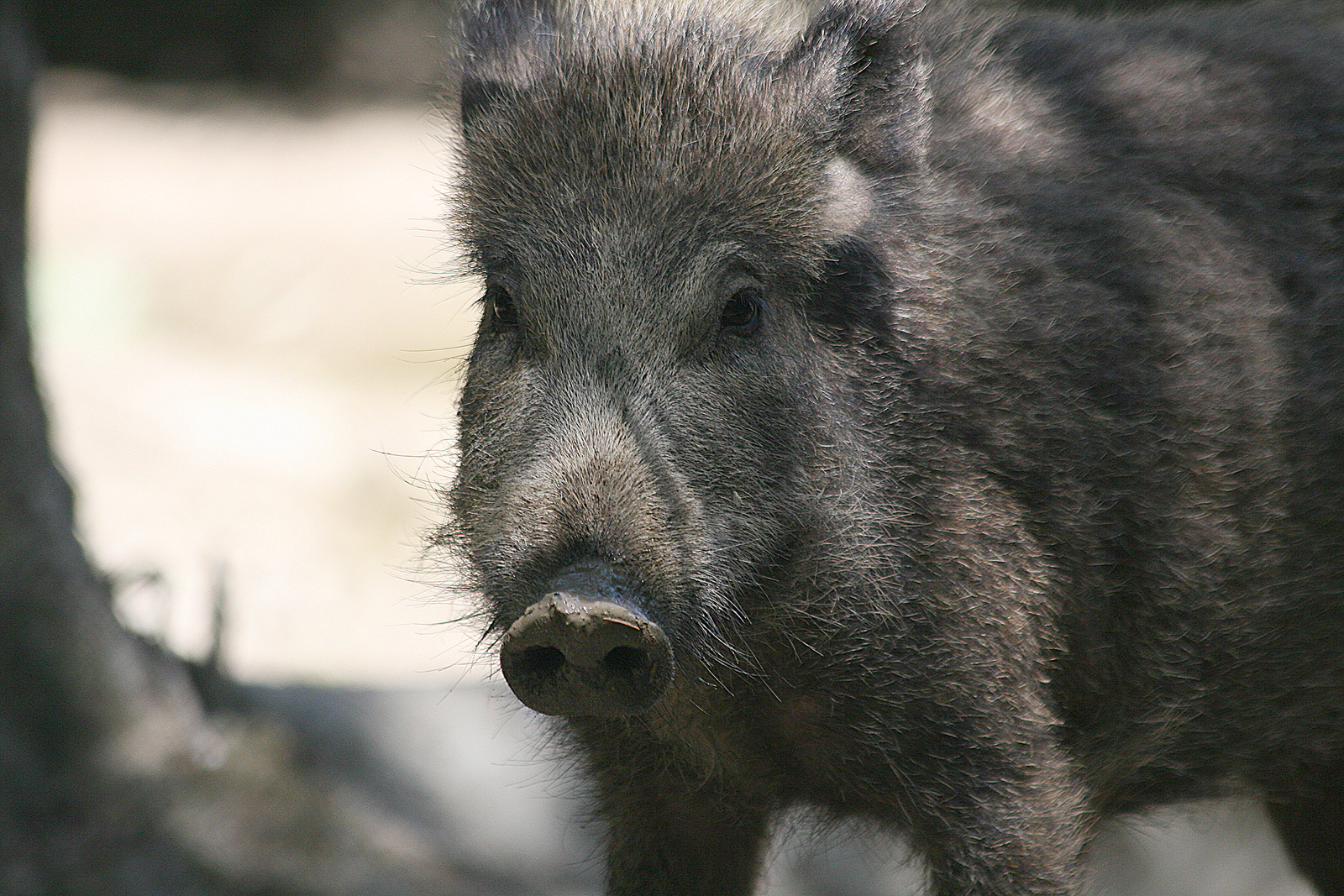 Close view of a free-ranging wild boar in woodland
