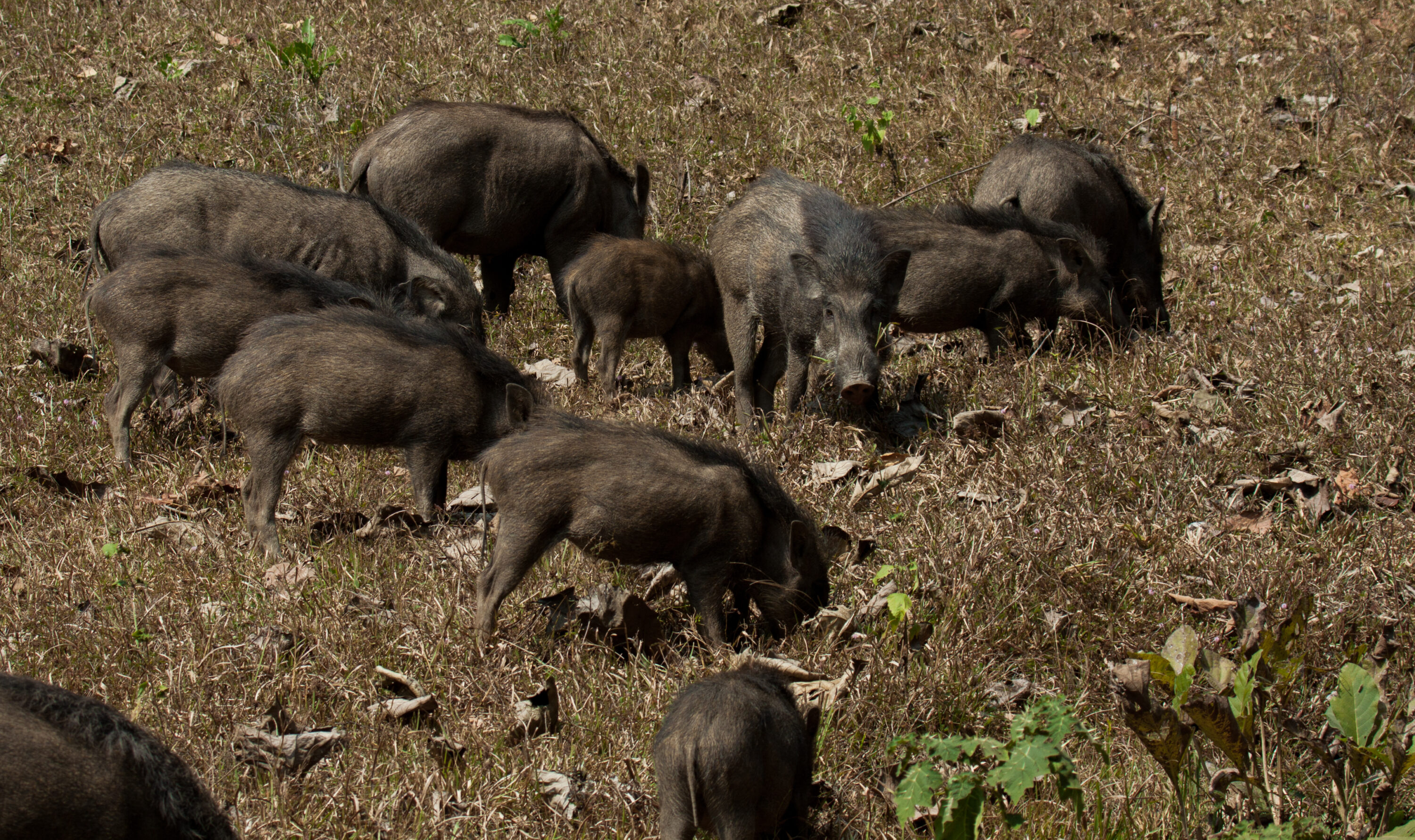 Group of wild boar foraging together in grassland