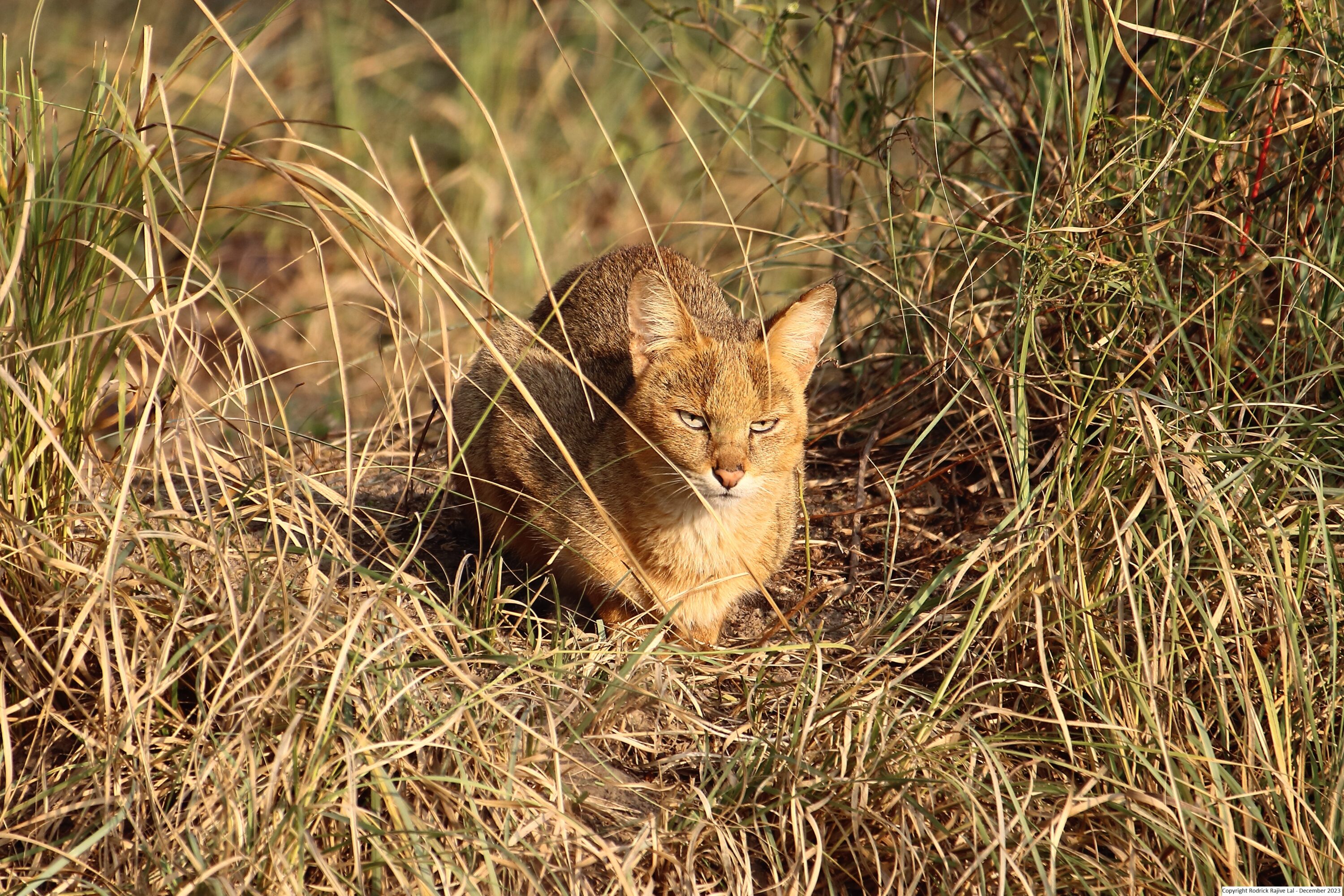 Wild jungle cat crouching among dry grass in India
