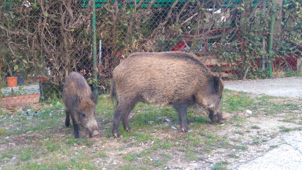 Two wild boars in Vallvidrera, Catalonia