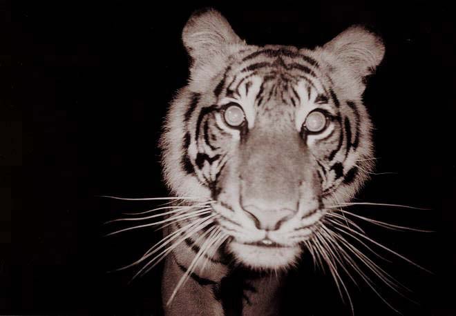 Wild Sumatran tiger photographed by a camera trap in Sumatra