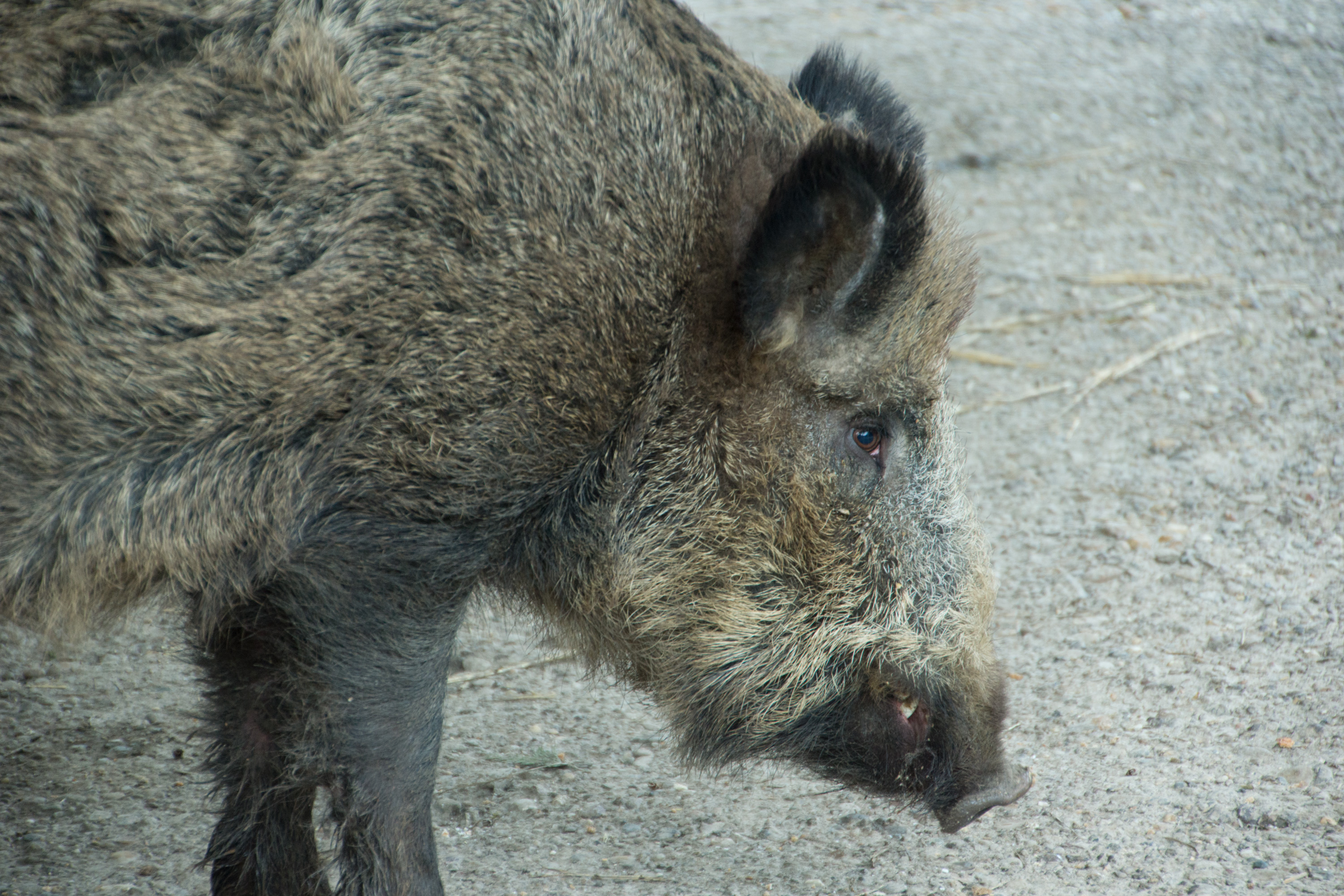 Wild boar in Germany with head and upper body clearly visible
