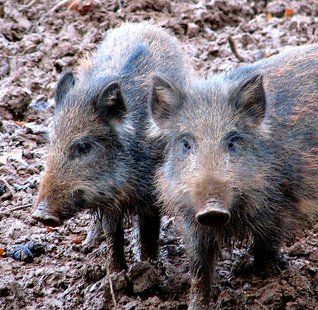 Two young wild boar standing side by side