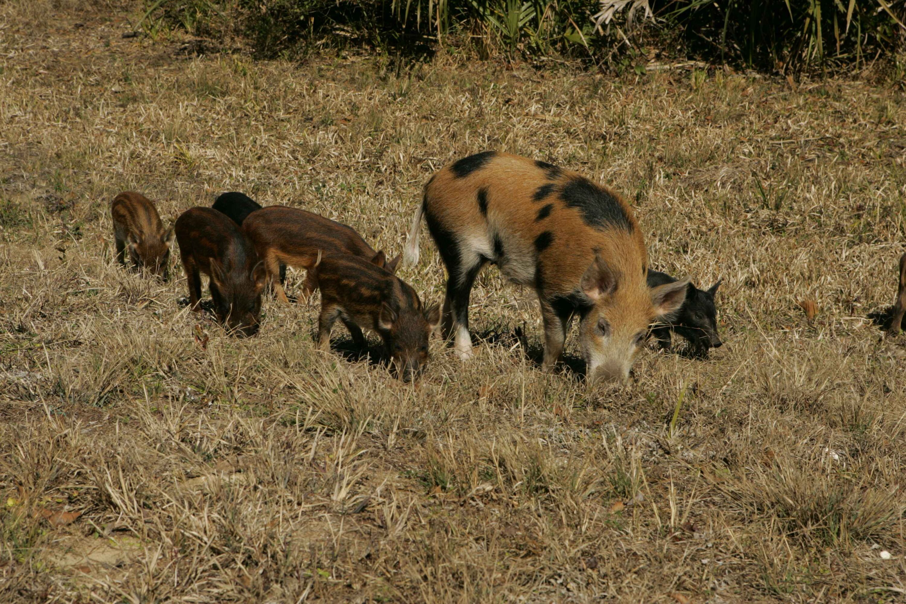 Wild boar sow with several young piglets