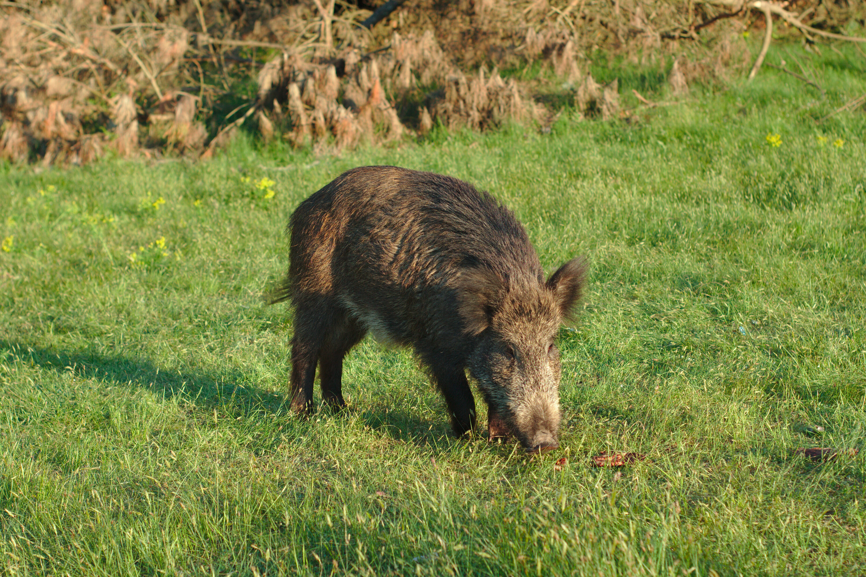 Wild boar in San Rossore, Pisa, Italy