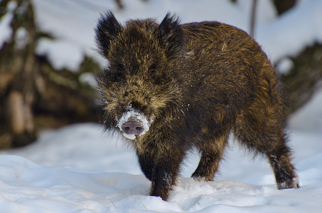 Wild boar standing in snow in Volgograd Region, Russia