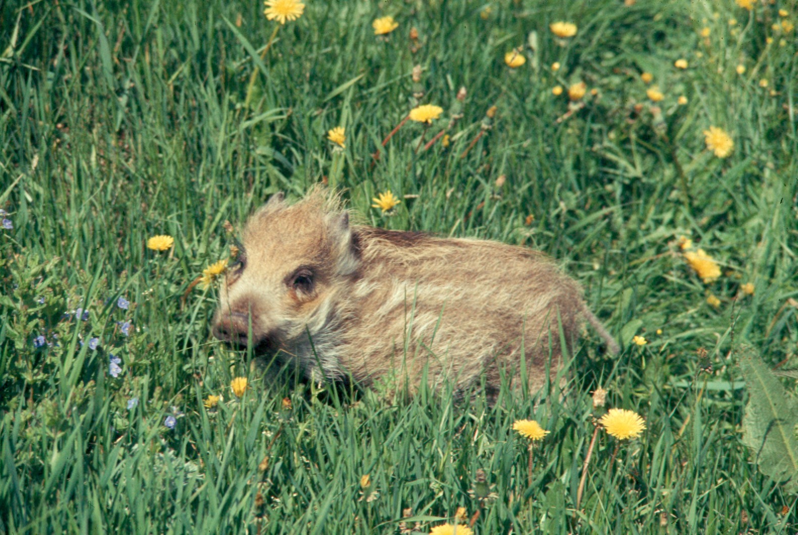 Juvenile wild boar standing in grass