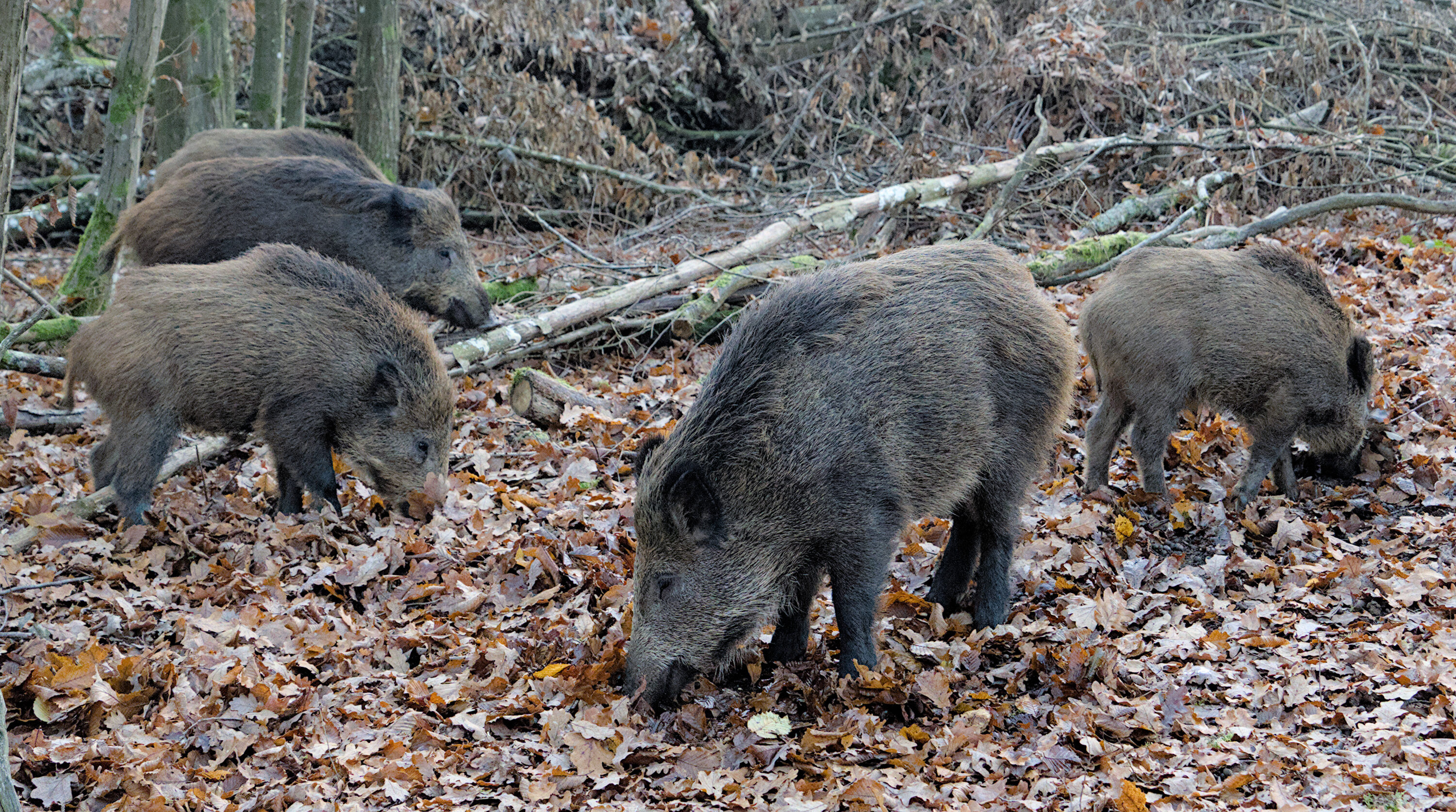 Four wild boar searching for food among fallen leaves in a Belgian woodland