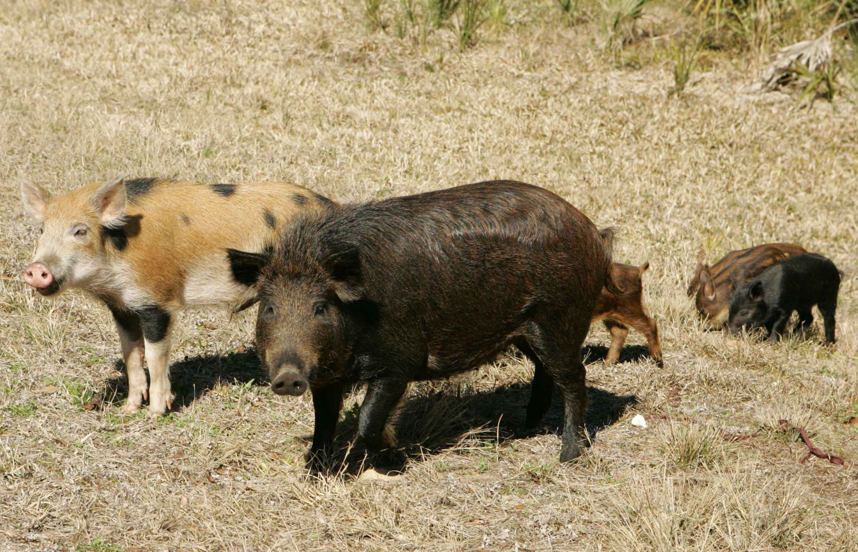 Feral hogs in grassland in the United States
