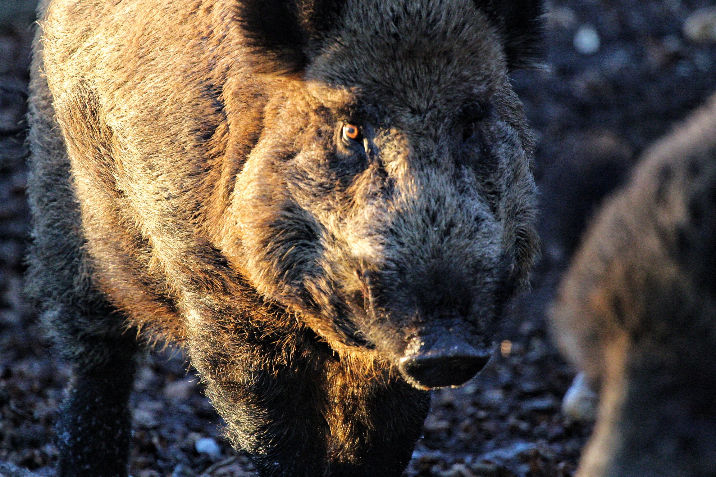 Wild boar in the Bavarian Forest, Germany