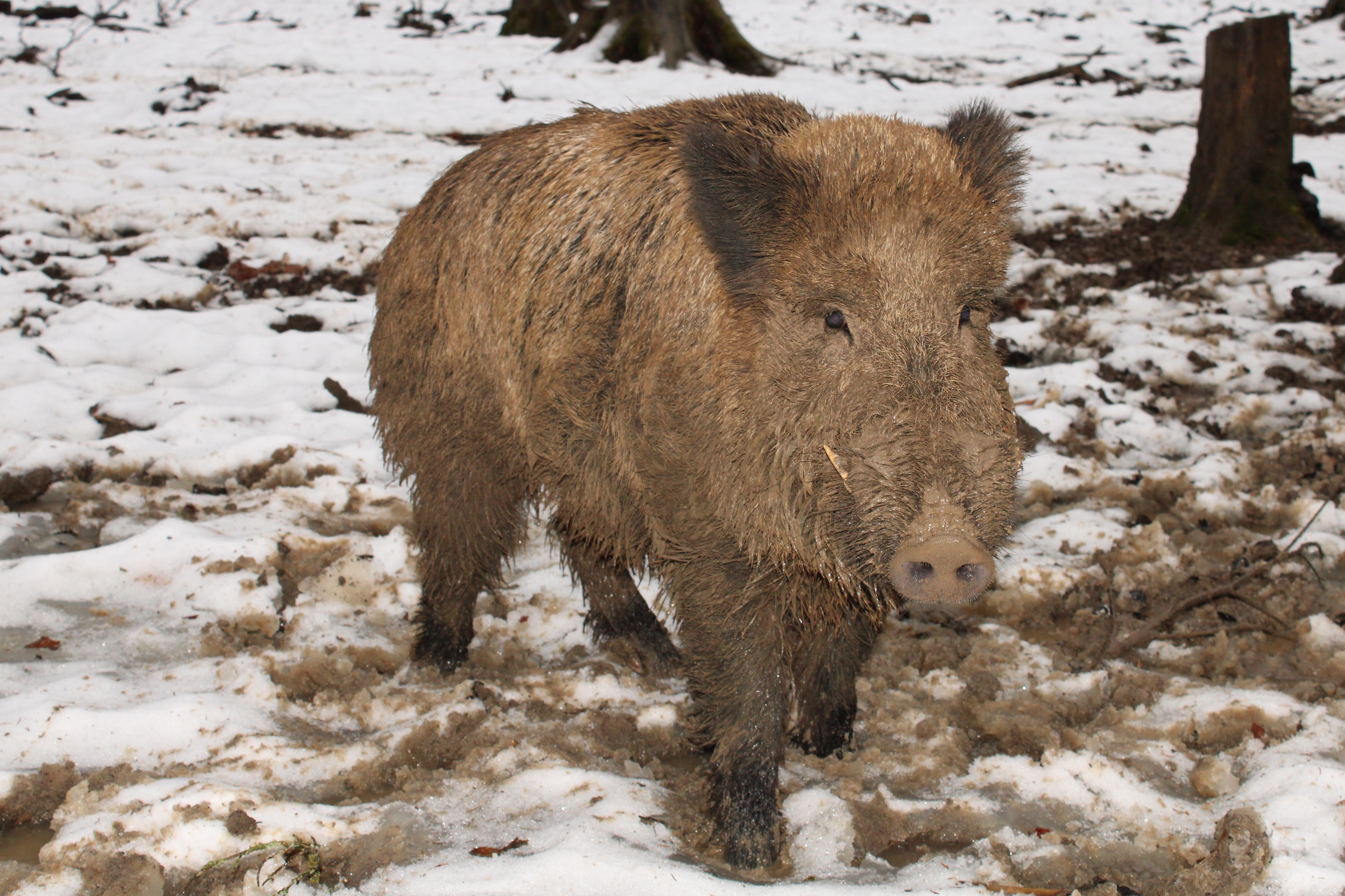 Wild boar in snowy woodland in Germany