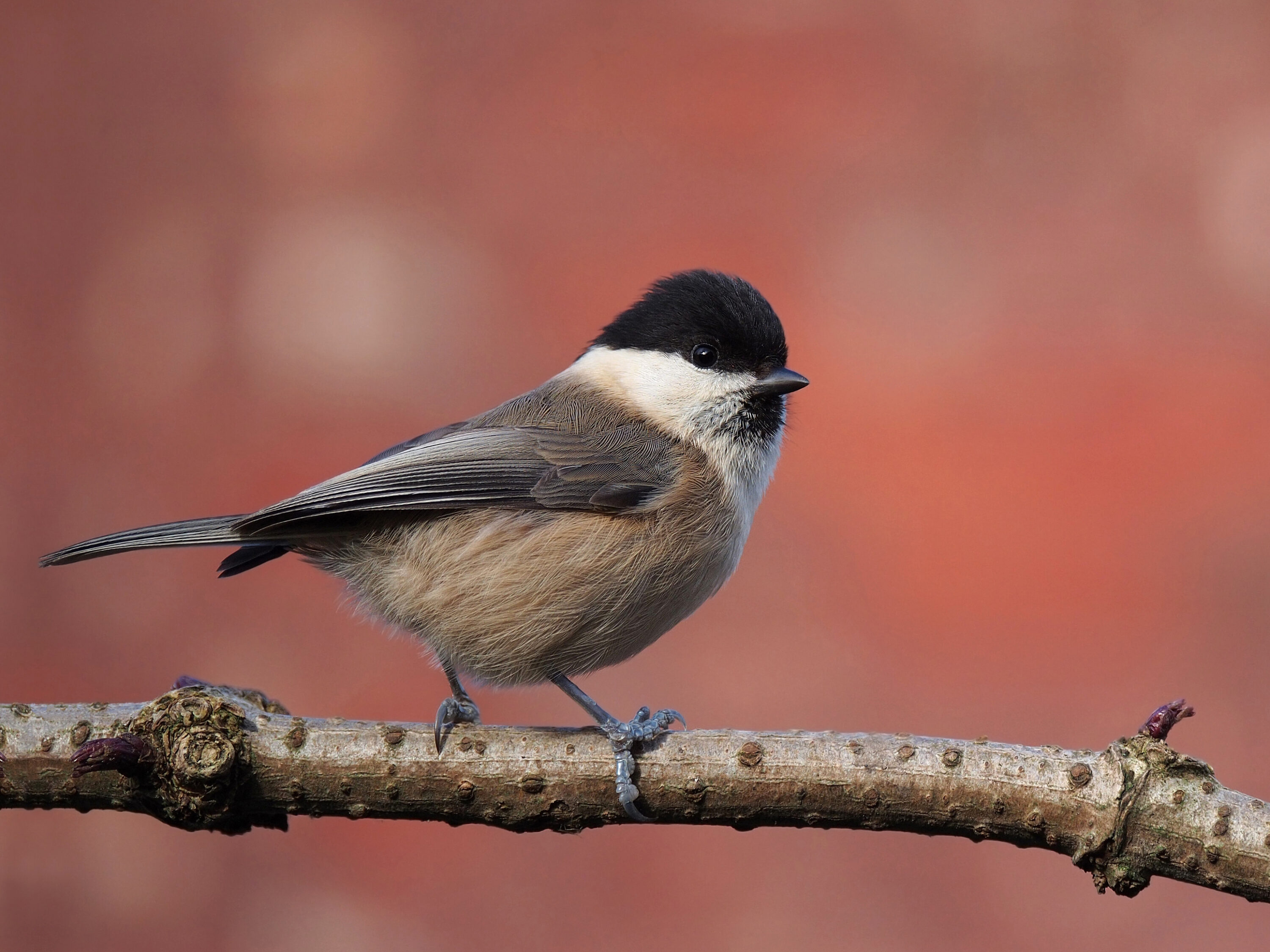 Willow tit perched on a branch in Lancashire