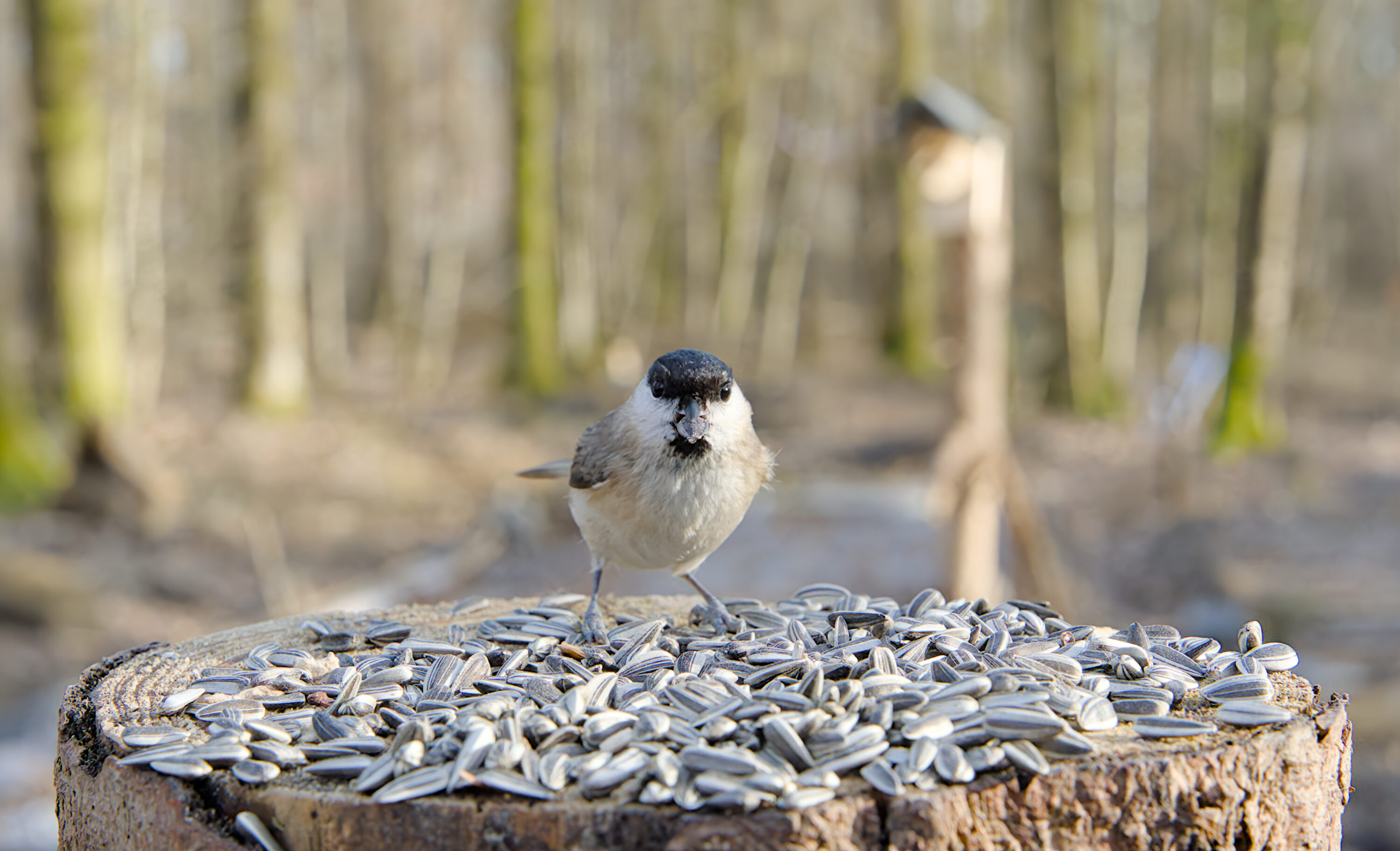 Willow tit holding a sunflower seed at a feeding site