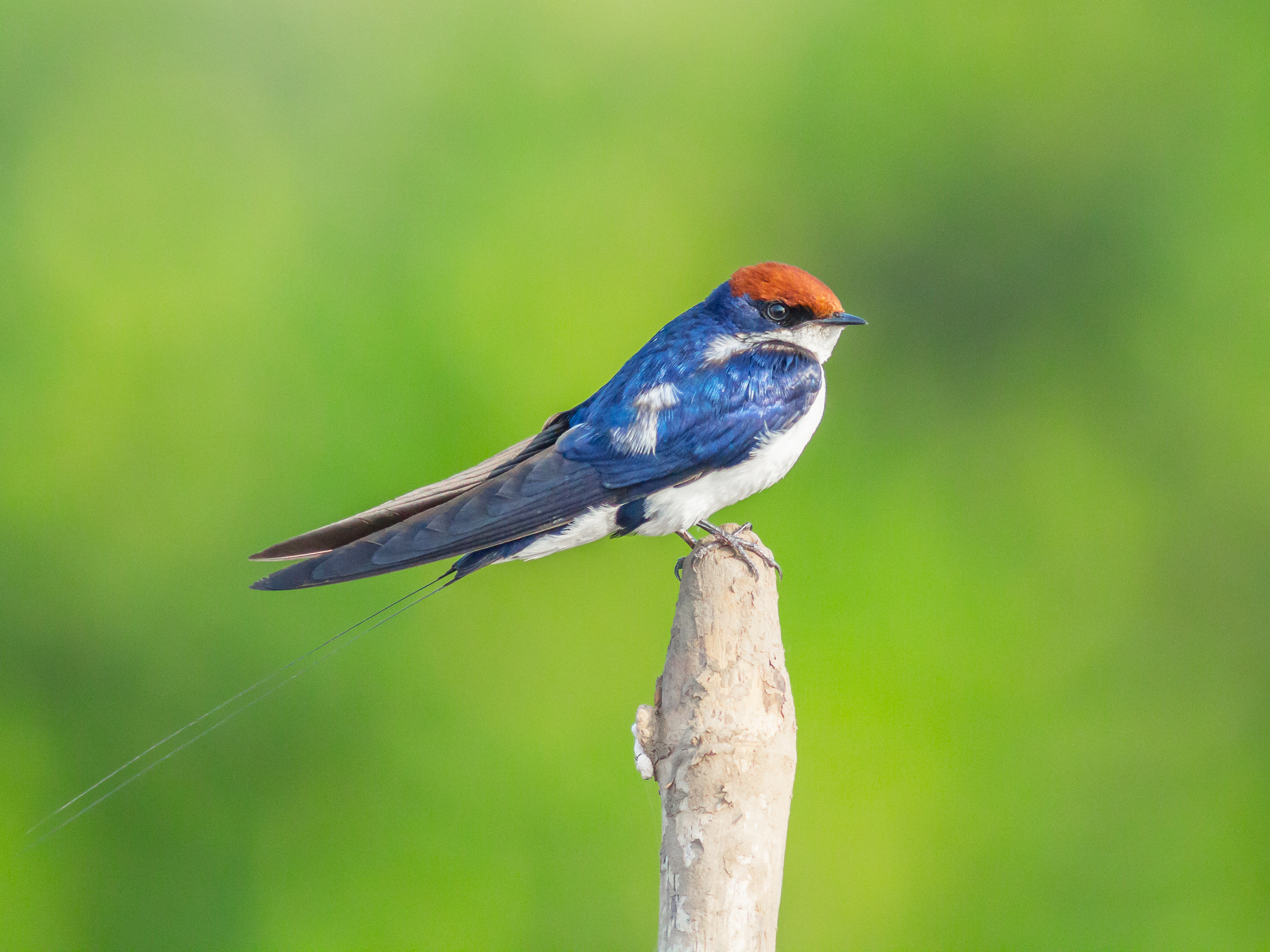 Wire-tailed swallow perched in Goa, India