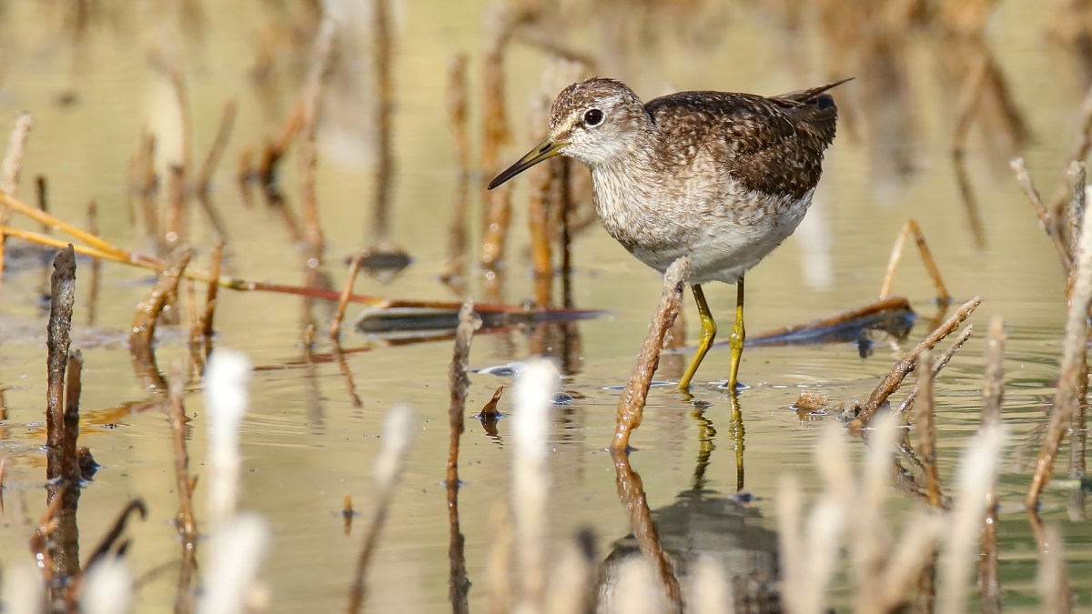 Wood Sandpiper at Borit, Gojal, Gilgit-Baltistan, Pakistan