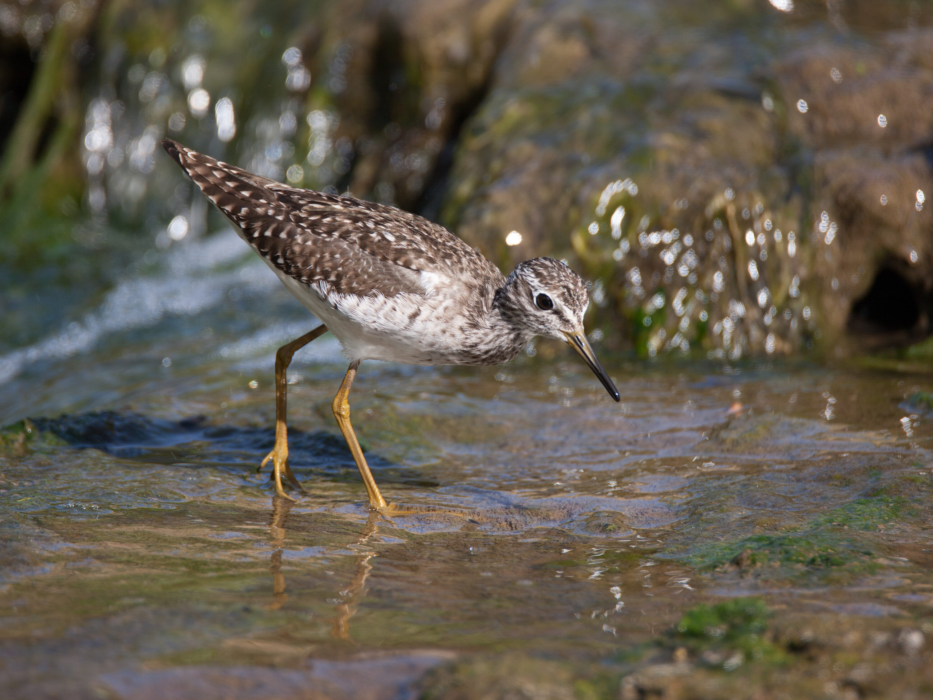 Wood Sandpiper (Tringa glareola) wading in shallow water
