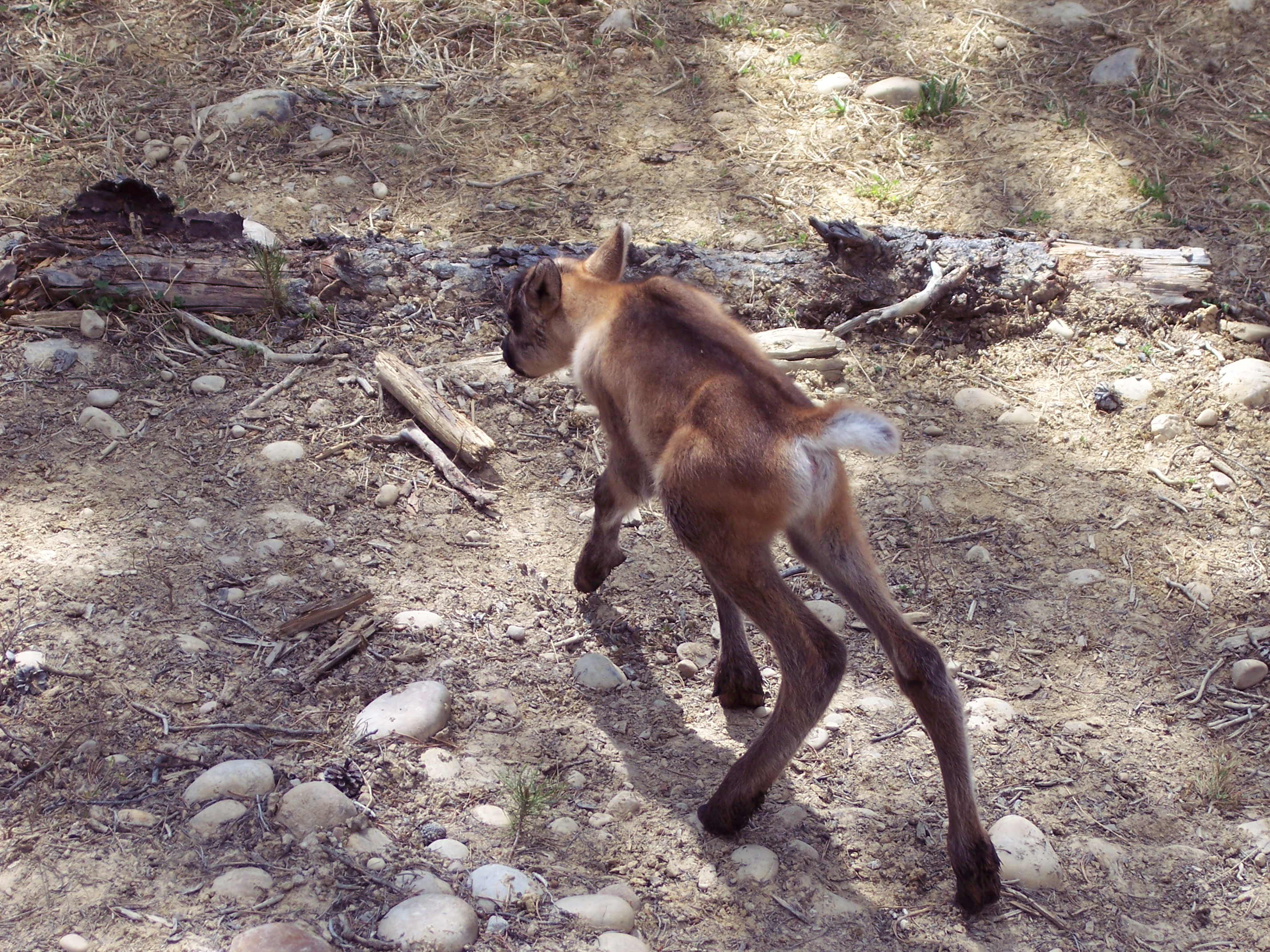 Woodland caribou calf in Alberta, Canada