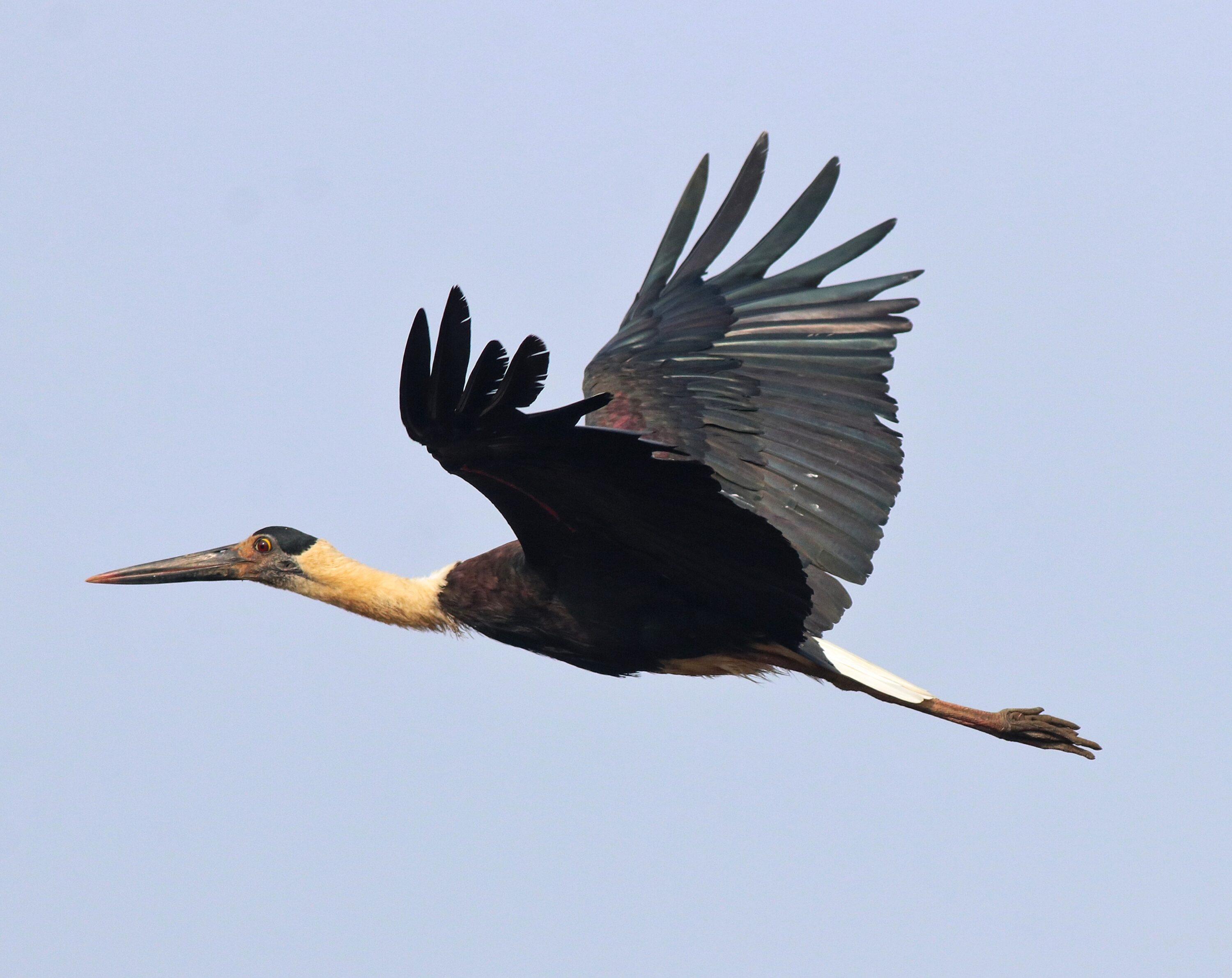 Asian woolly-necked stork flying with raised wings against a clear sky