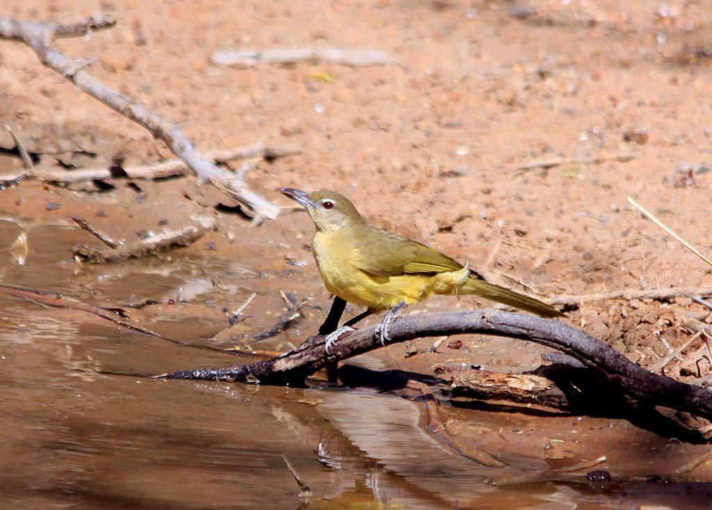 Yellow-bellied Greenbul at Marakele National Park, South Africa