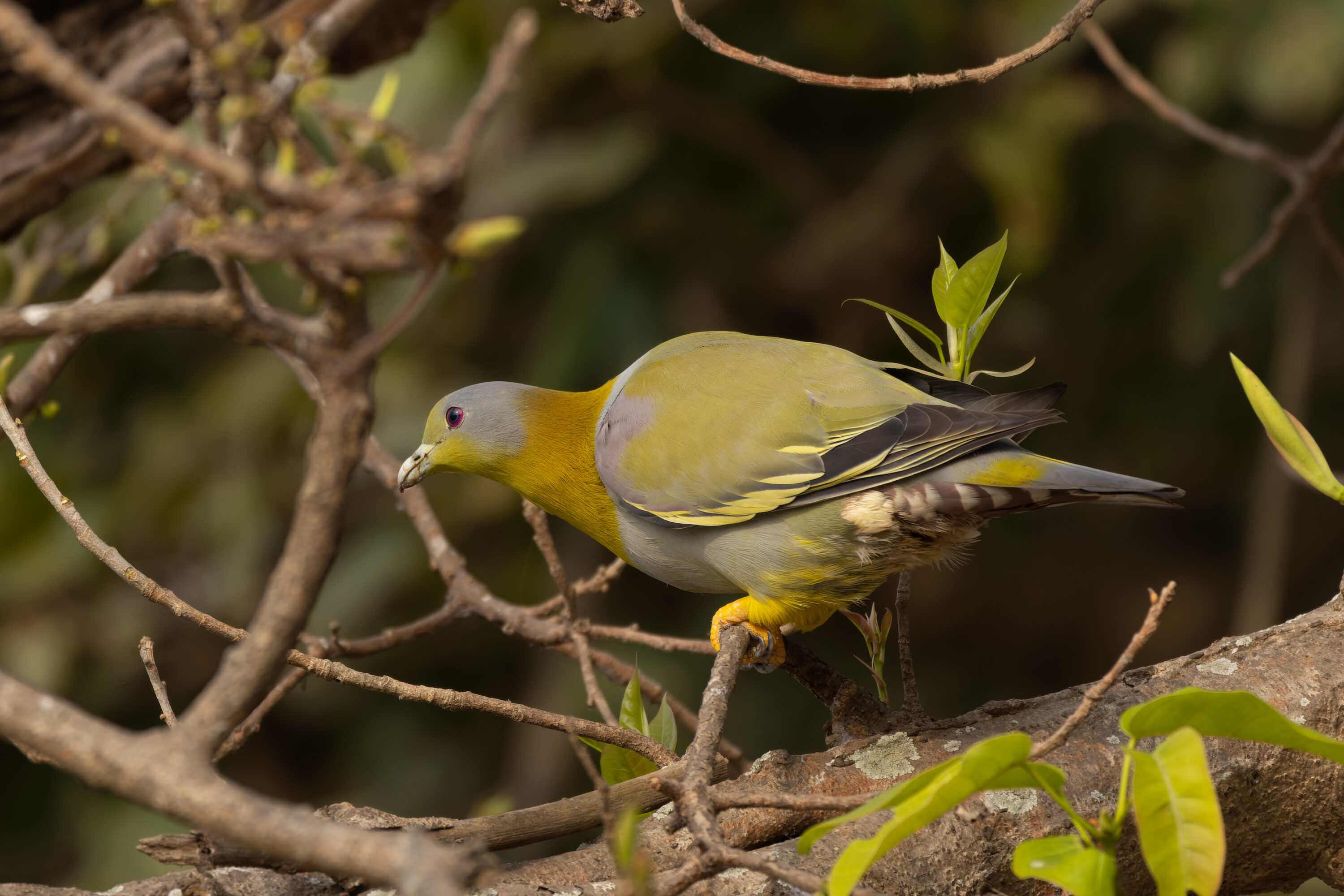 Yellow-footed green pigeon perched among foliage
