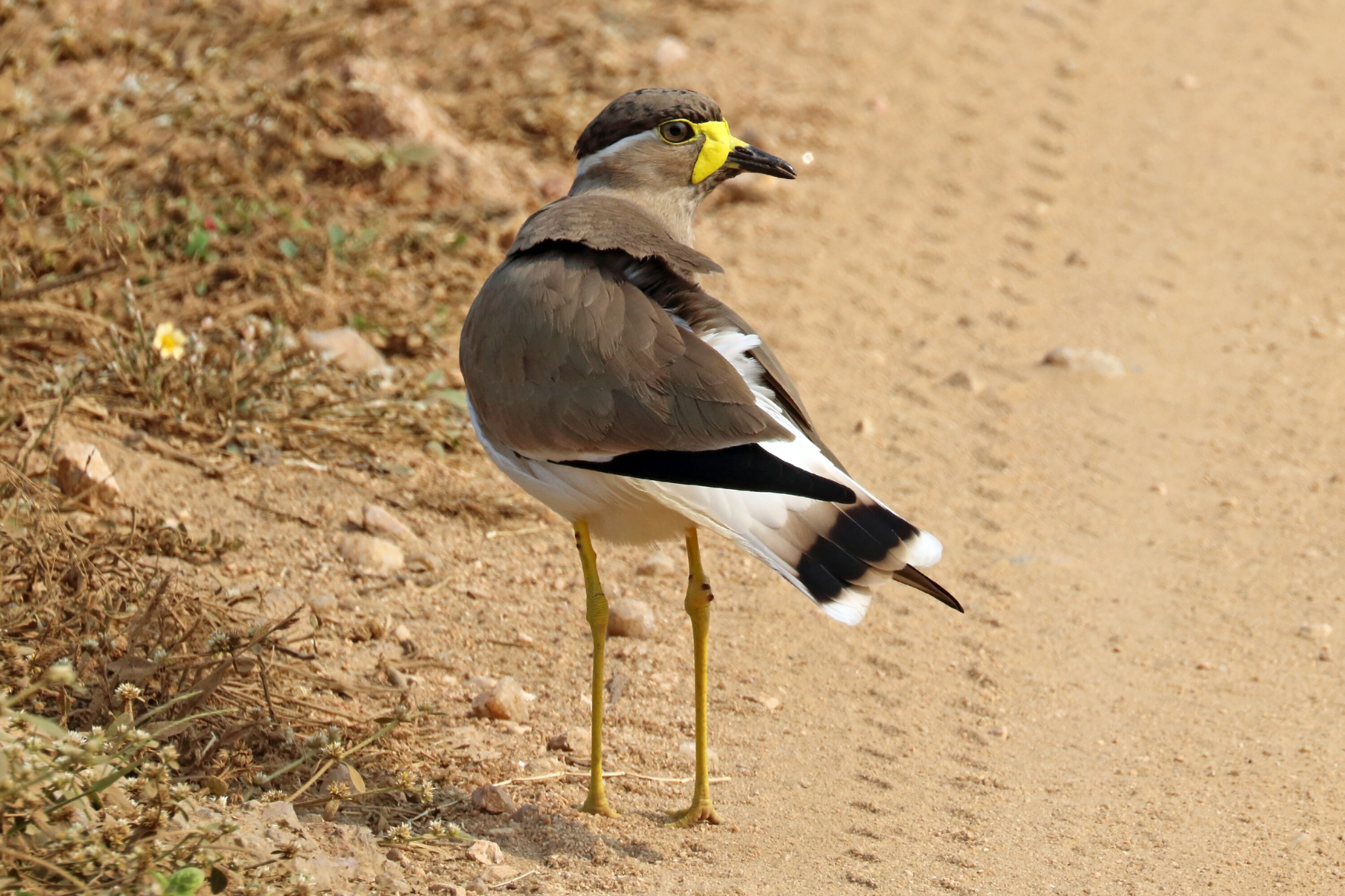 Yellow-wattled lapwing standing on open ground in Pench National Park, India