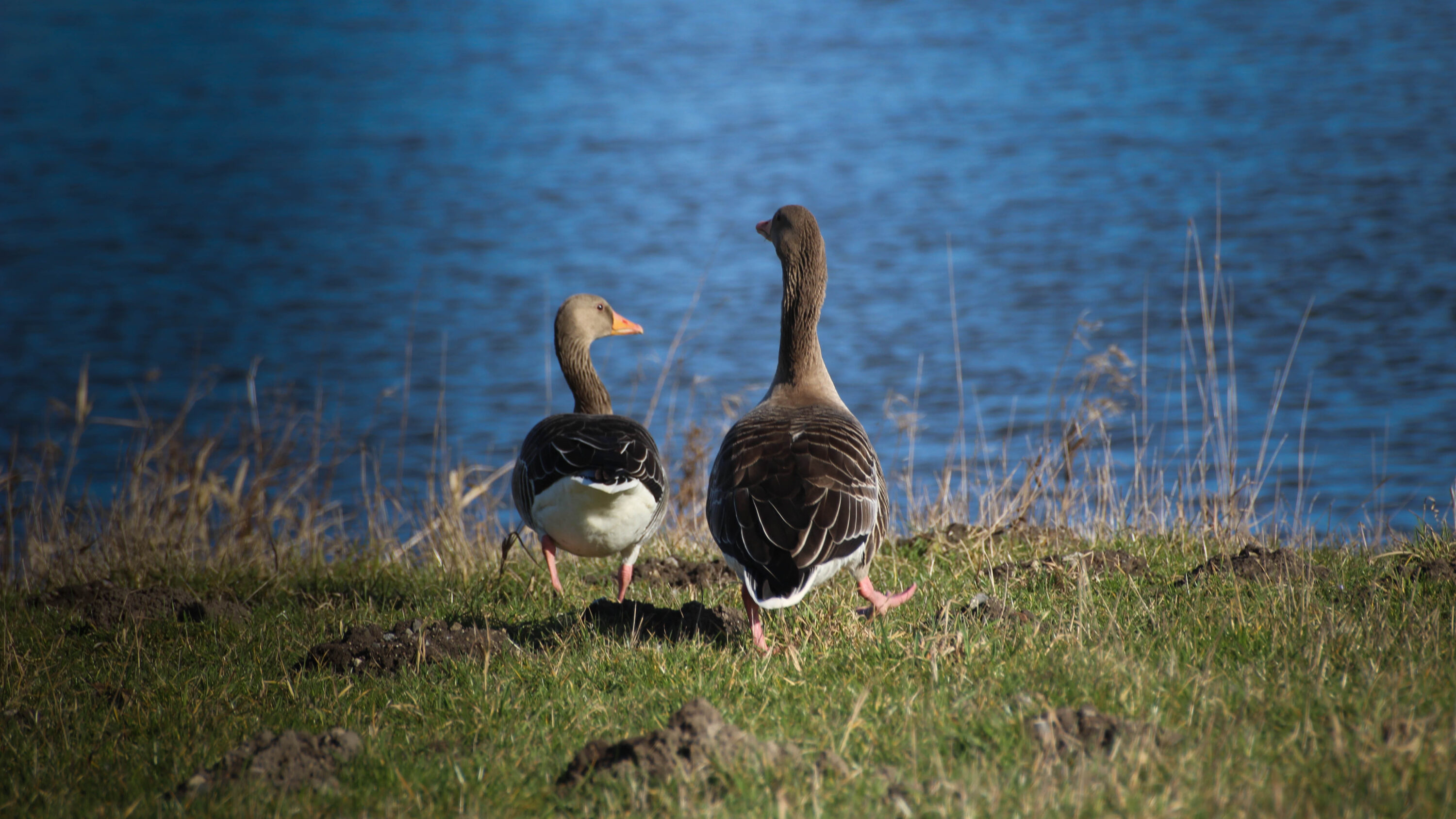 Pair of greylag geese standing beside water