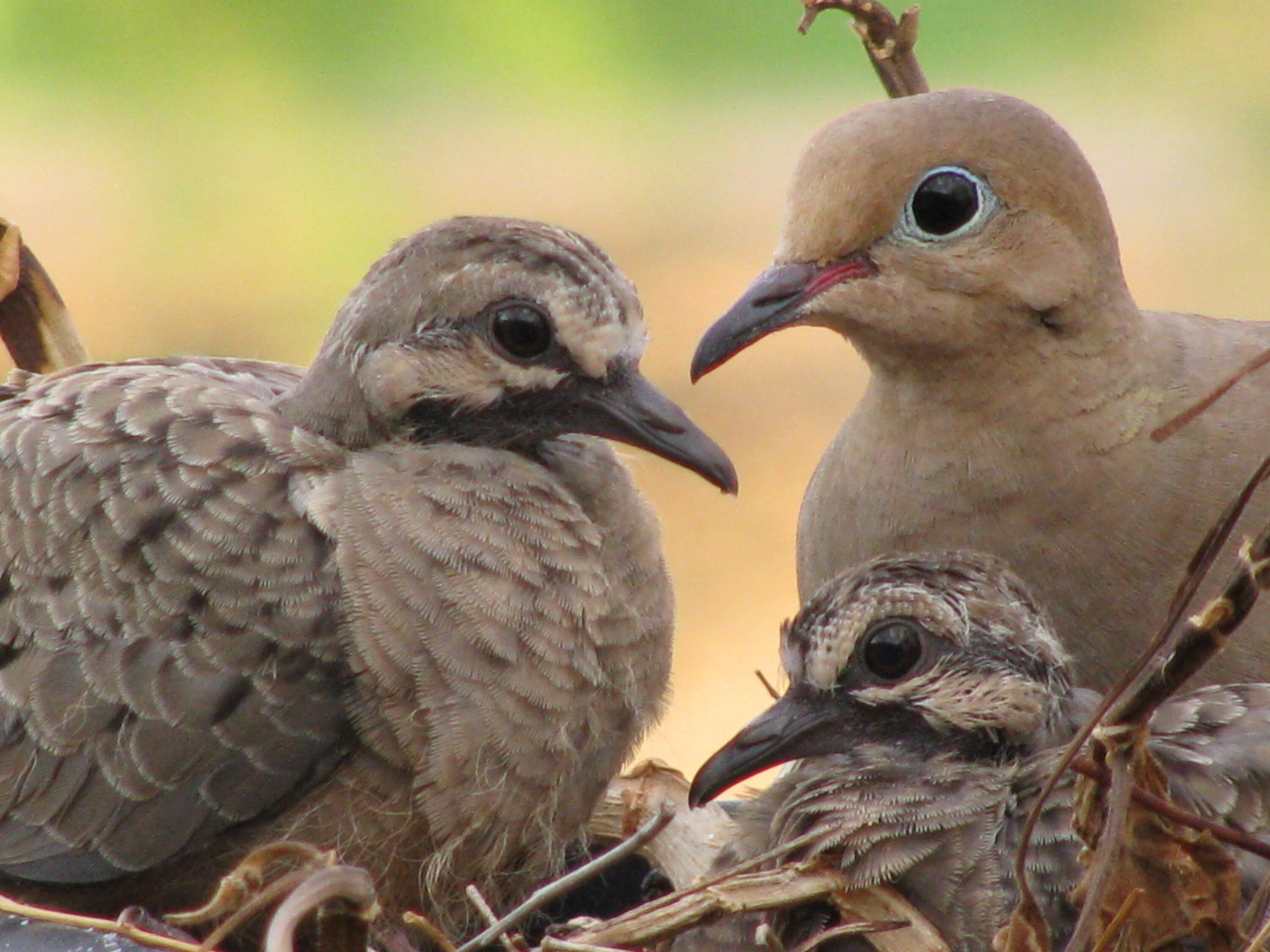 A mourning dove parent beside two chicks in a twig nest