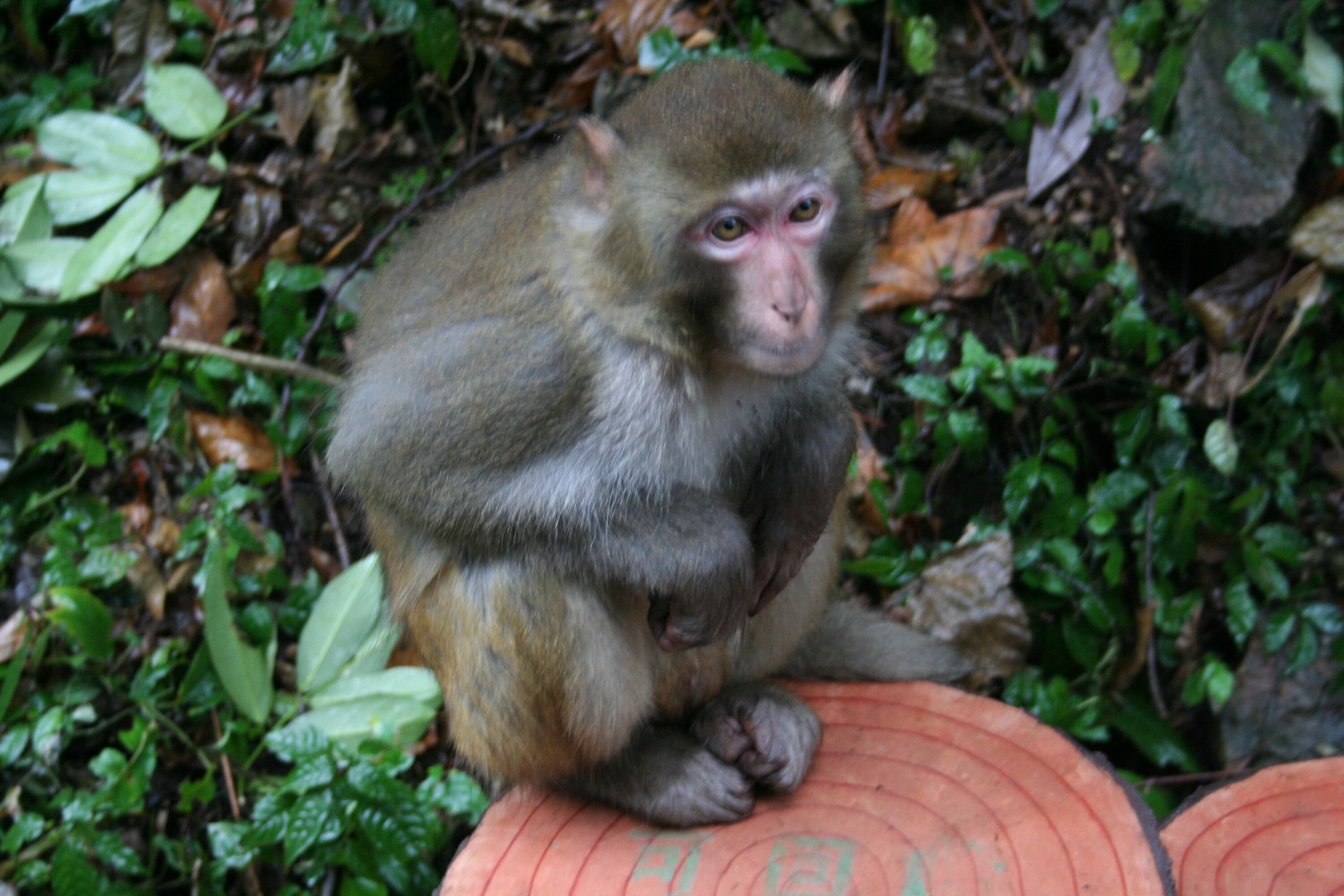 Rhesus macaque in Wulingyuan National Park, Hunan, China