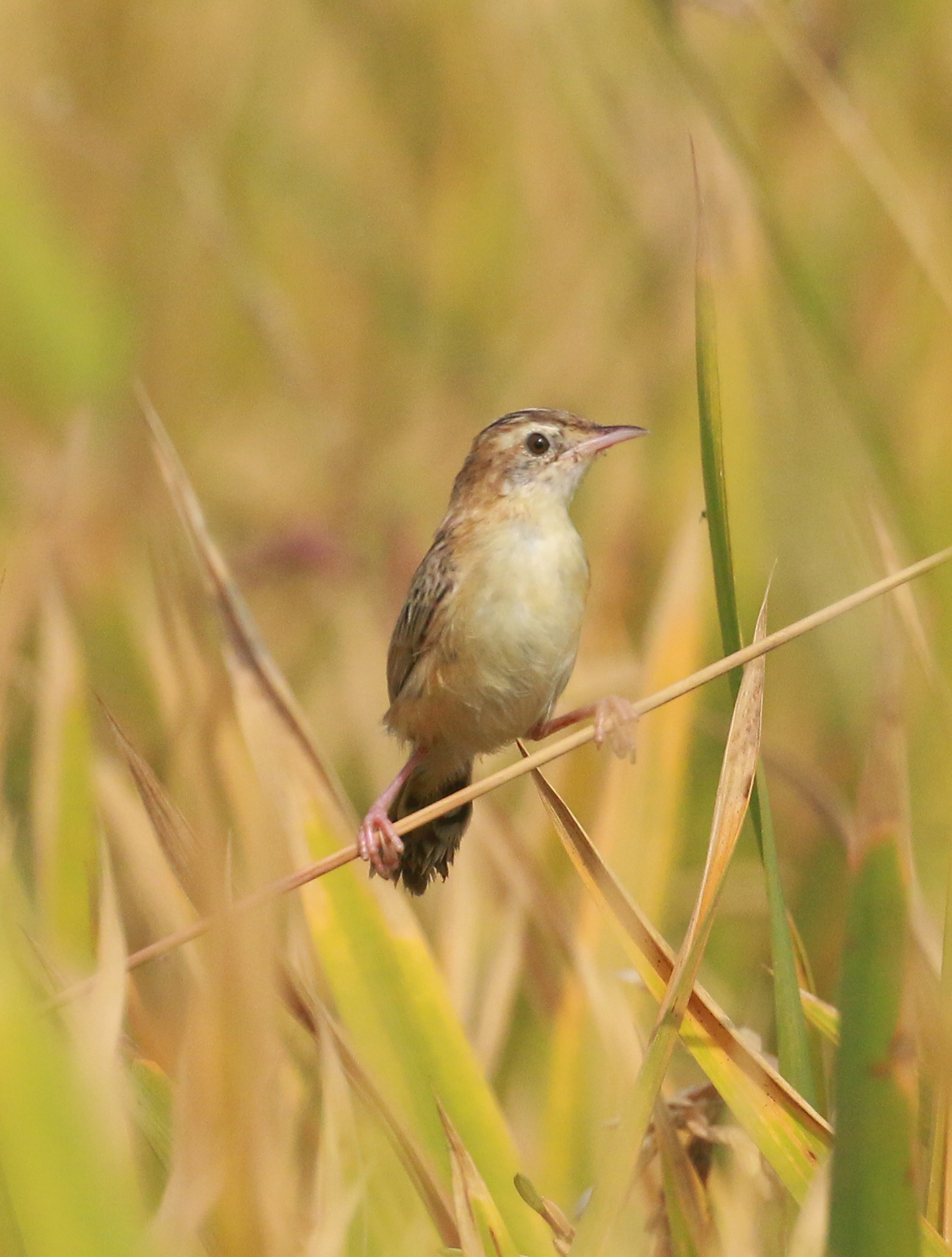 Zitting Cisticola in grass at Thrithala, Kerala, India