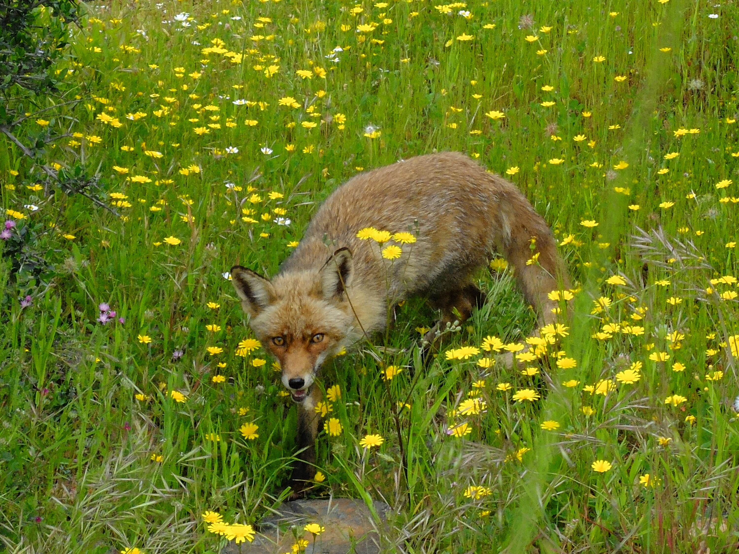 Red fox in flower-rich grassland at Monfragüe, Spain