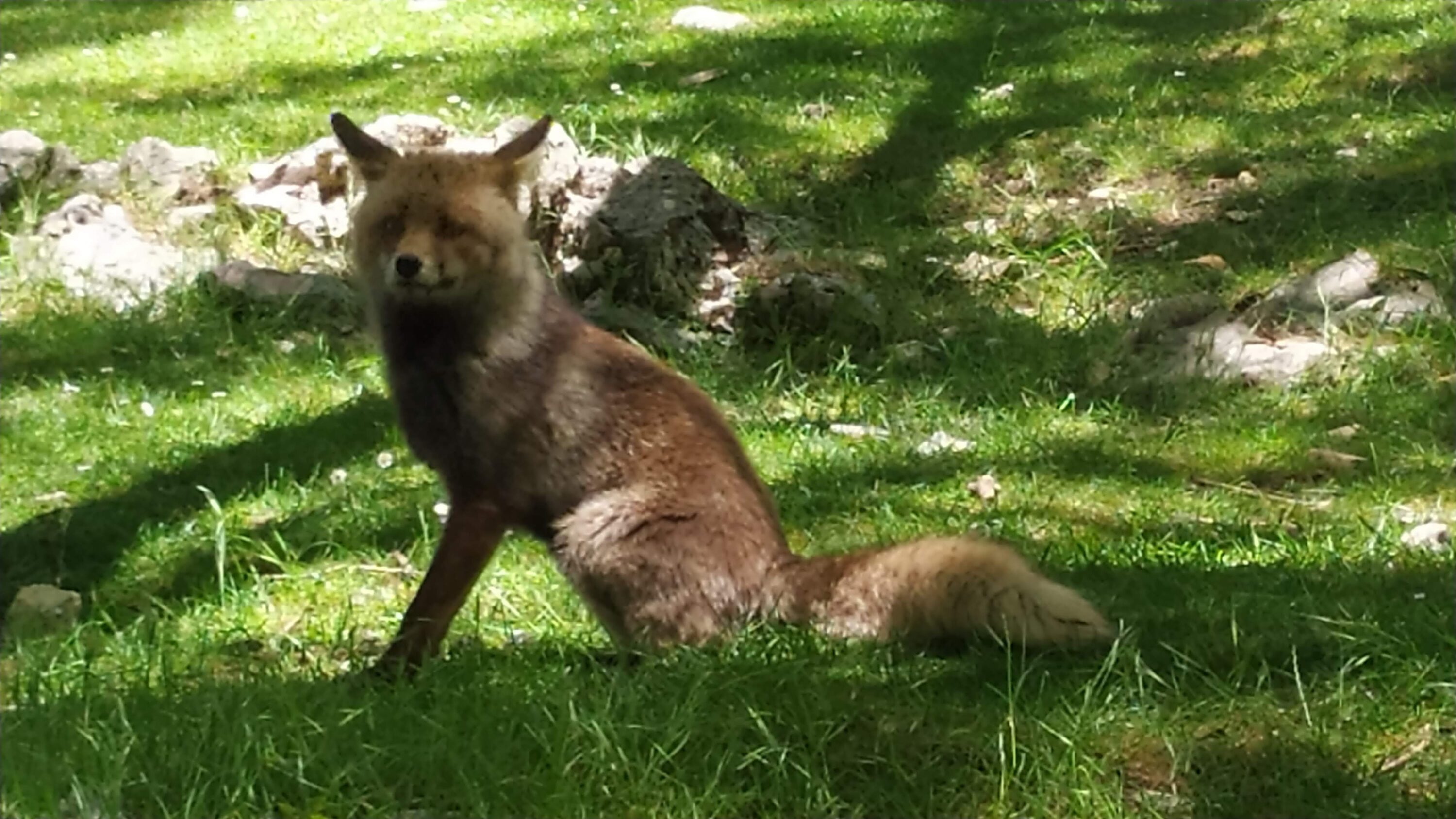 Wild red fox in Cazorla, Spain