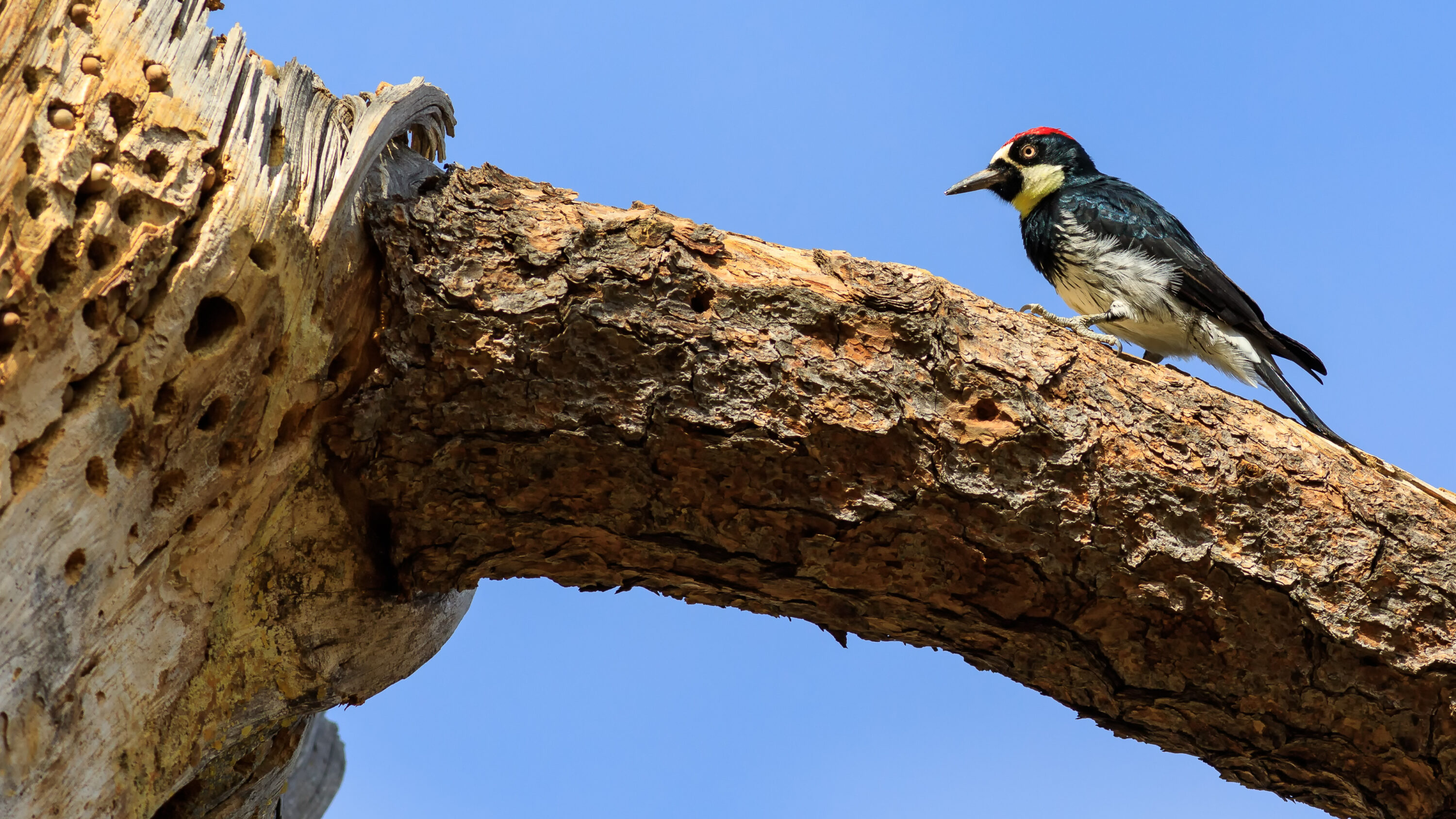 Melanerpes formicivorus on granary tree, California, USA