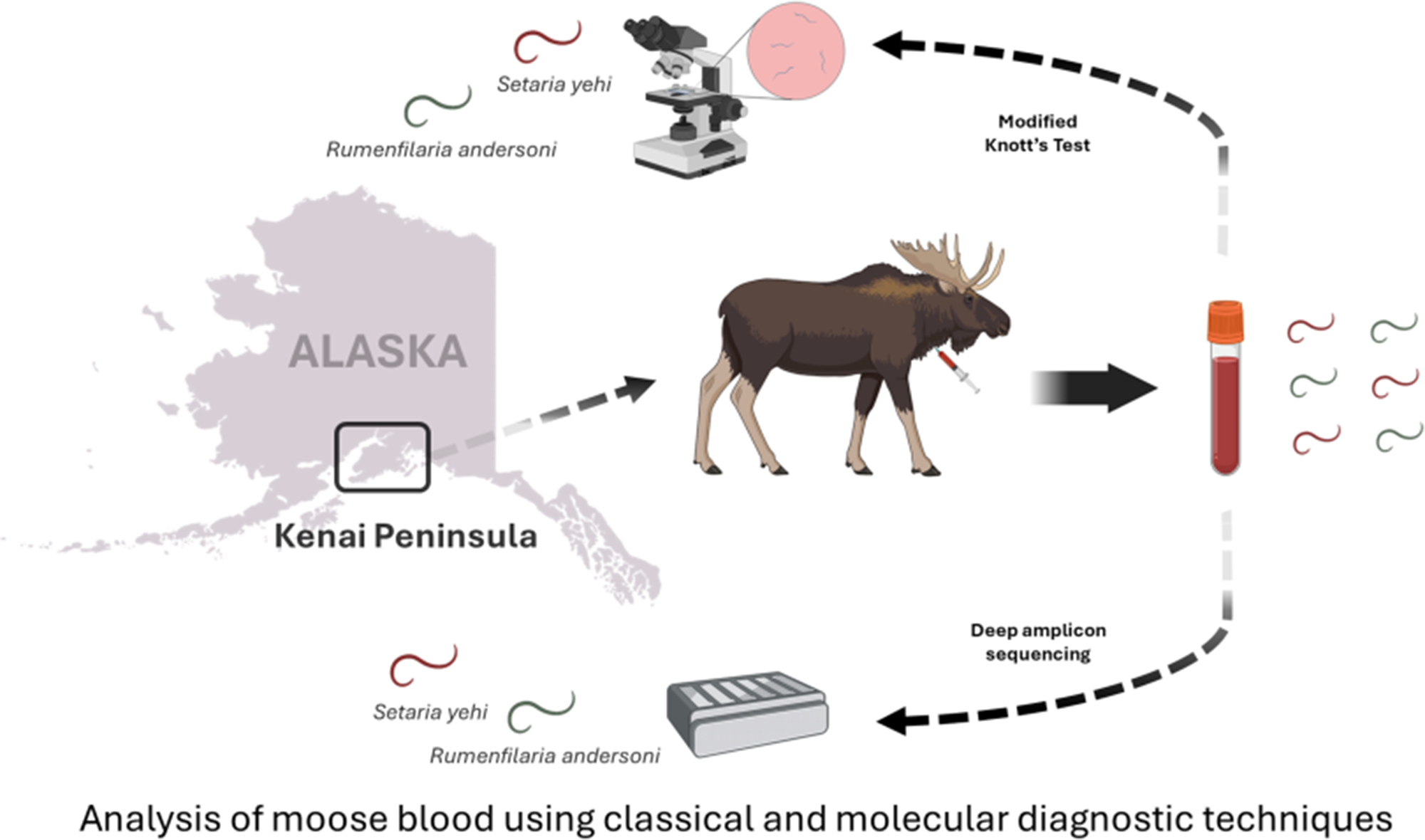 Diagram som viser blodprøvetaking av elg på Kenai-halvøya og sammenligning av mikroskopi med dyp amplicon-sekvensering