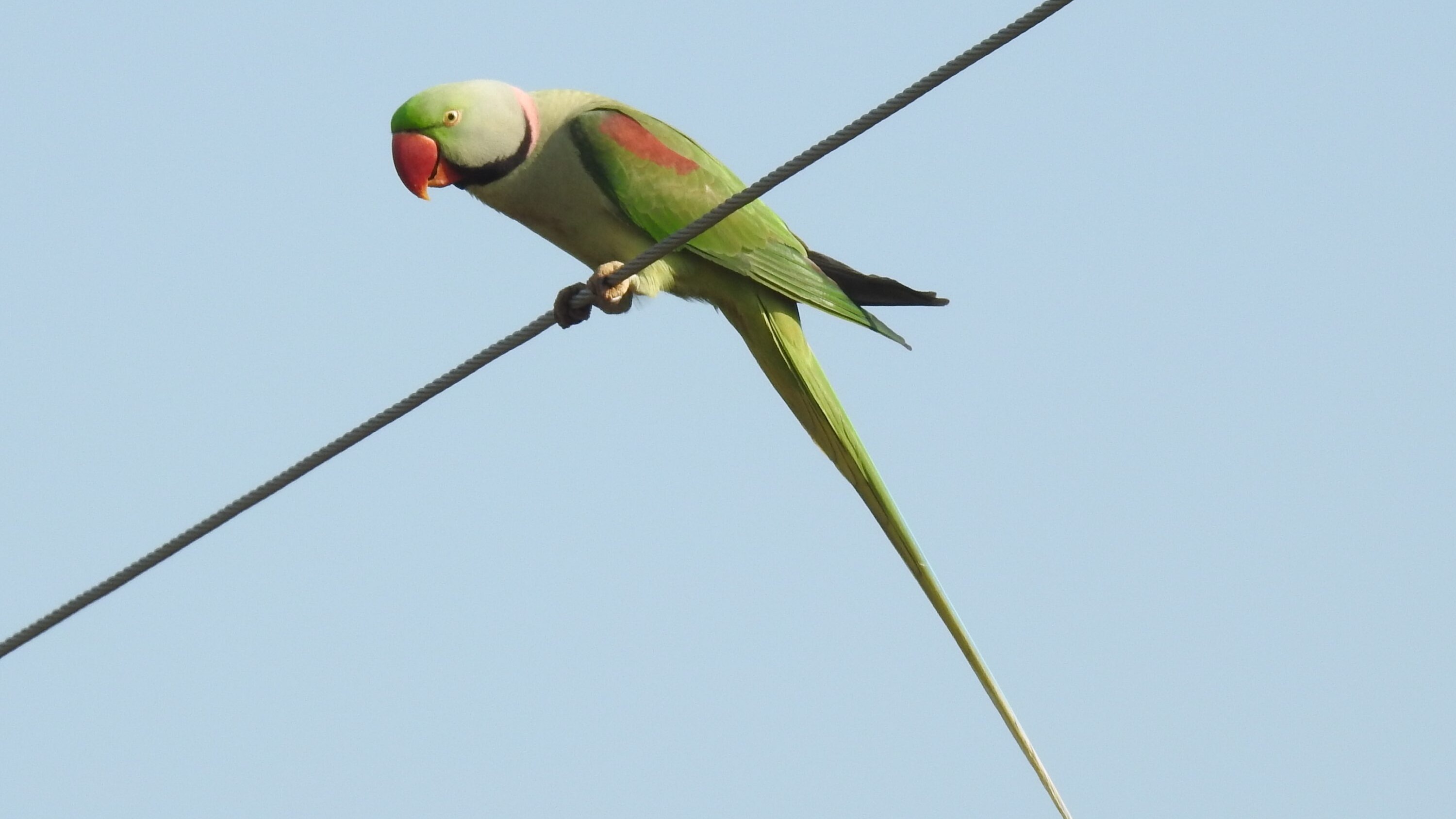 Alexandrine Parakeet perched on a wire against a pale sky