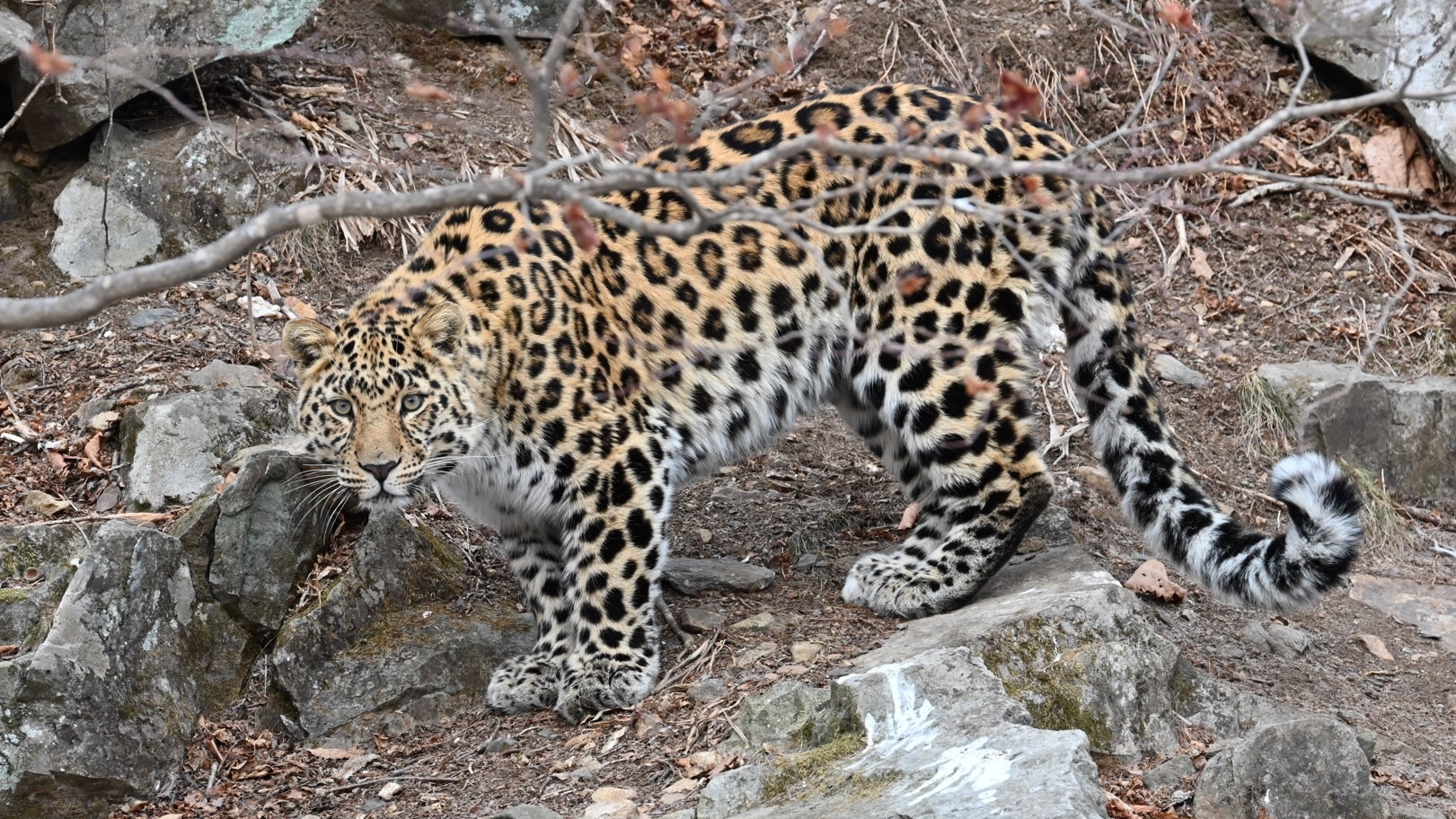 Wild Amur leopard in Kedrovaya Pad Nature Reserve, Russian Far East