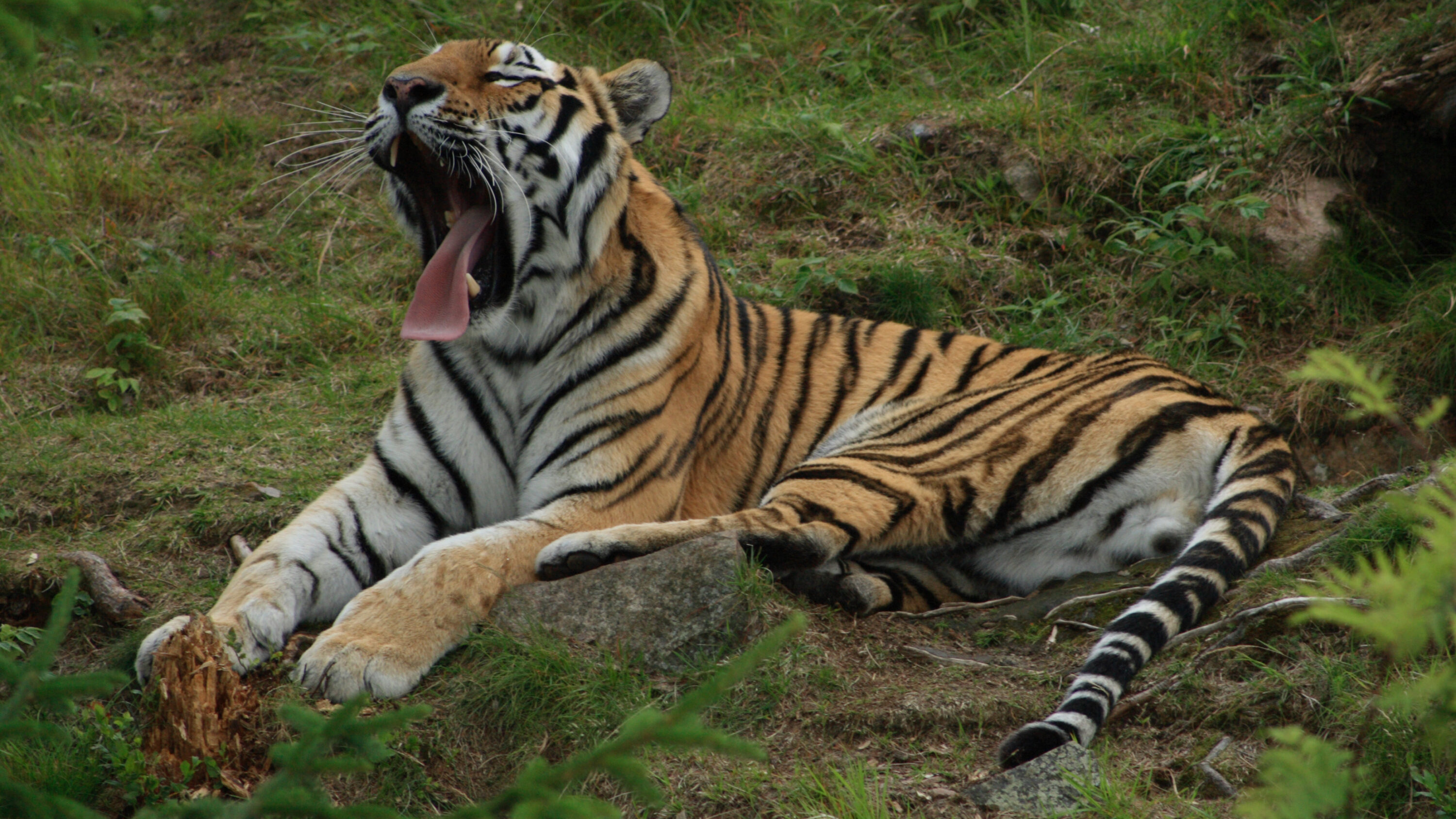 Amur tiger resting and yawning
