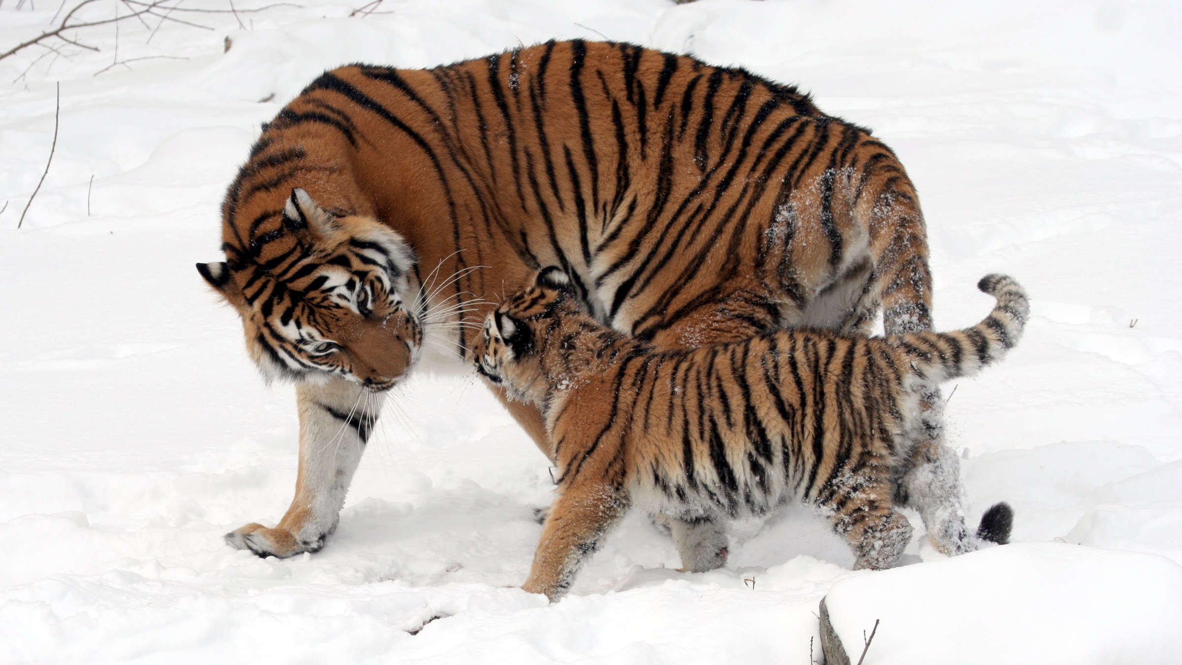 Amur tigress and cub standing together in snow