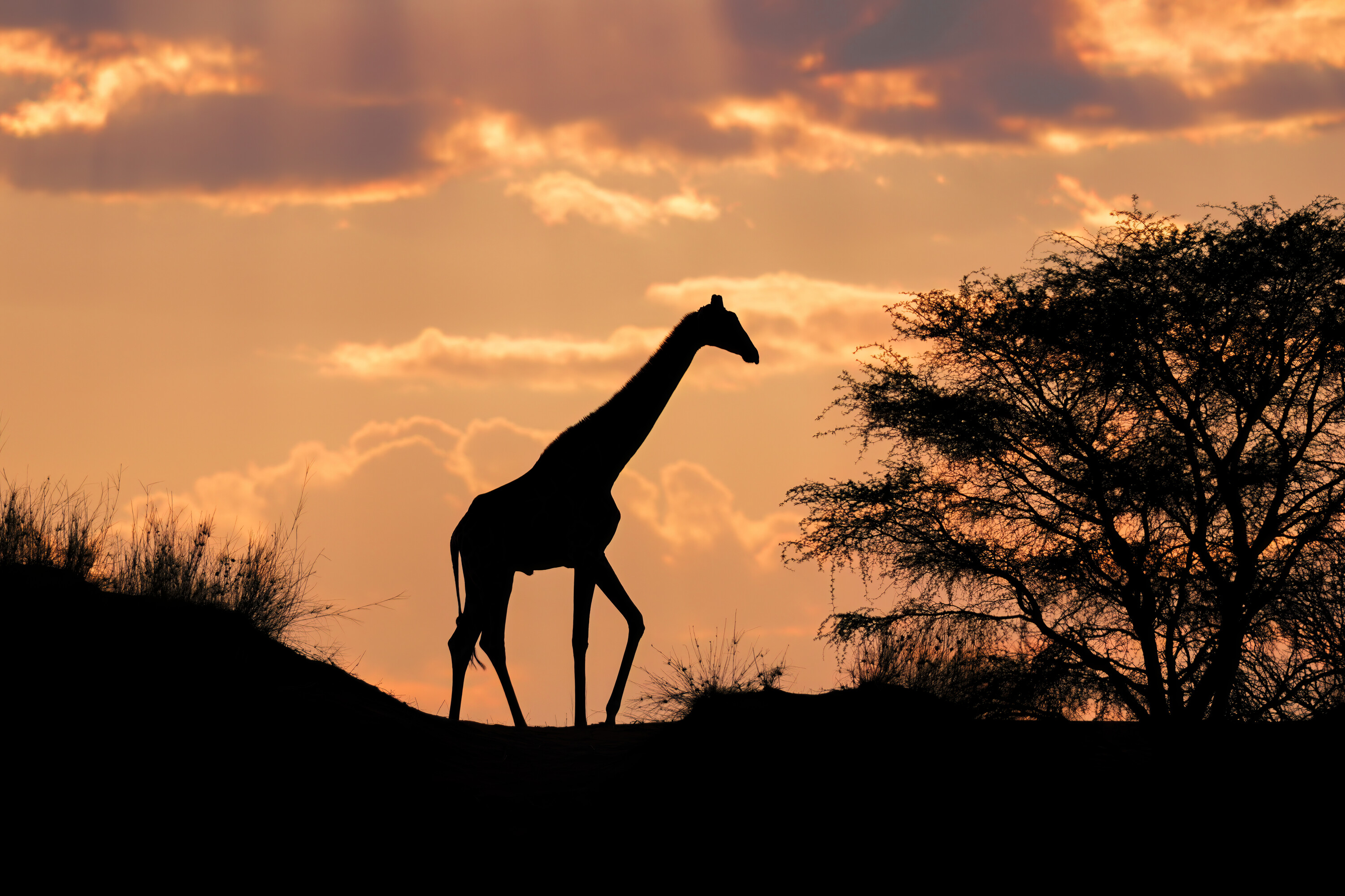 Silhouette of an Angolan giraffe at sunrise in the Kalahari Desert of Namibia