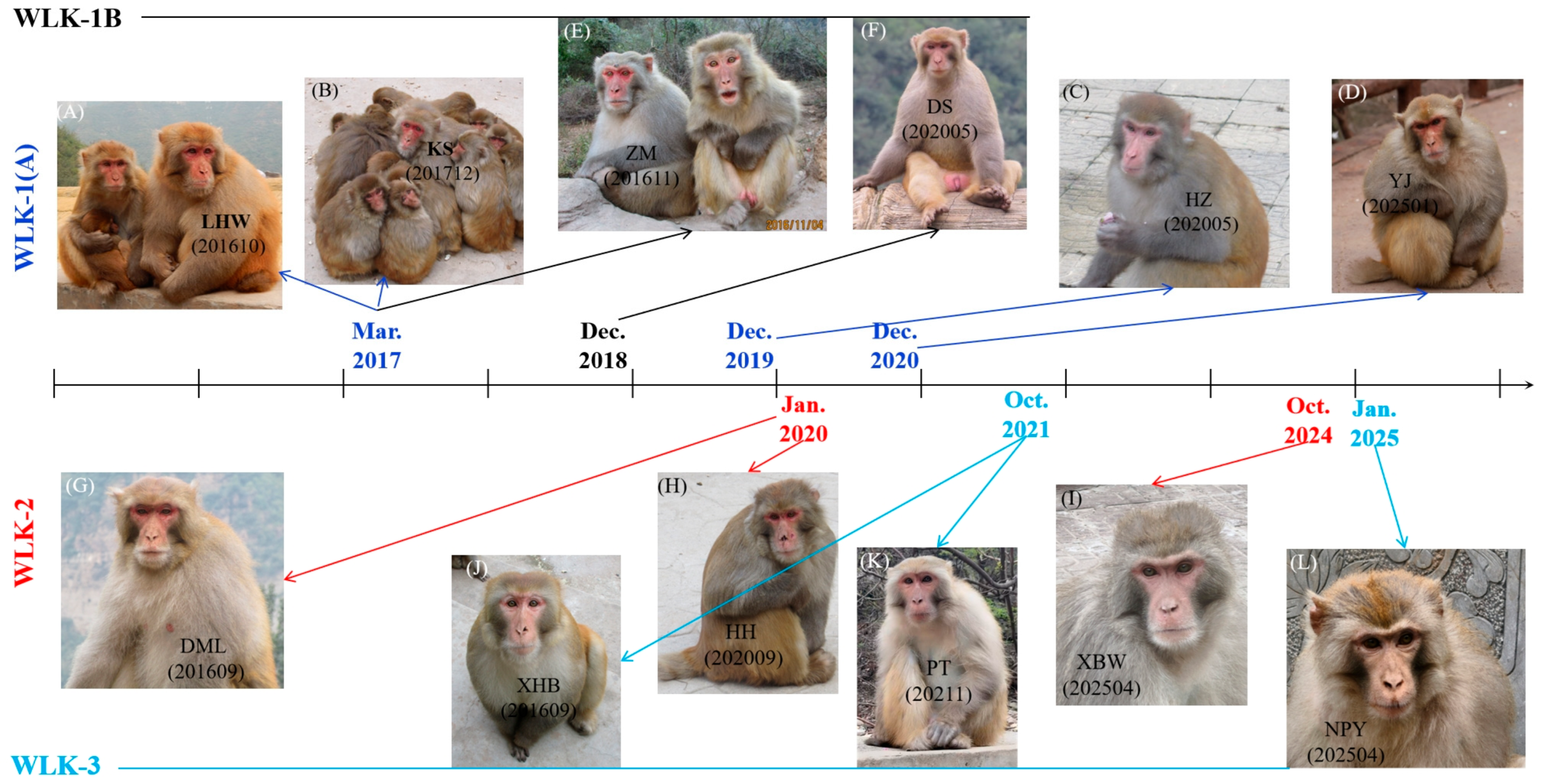 Alpha males involved in documented rhesus macaque replacement events in the Taihang Mountains