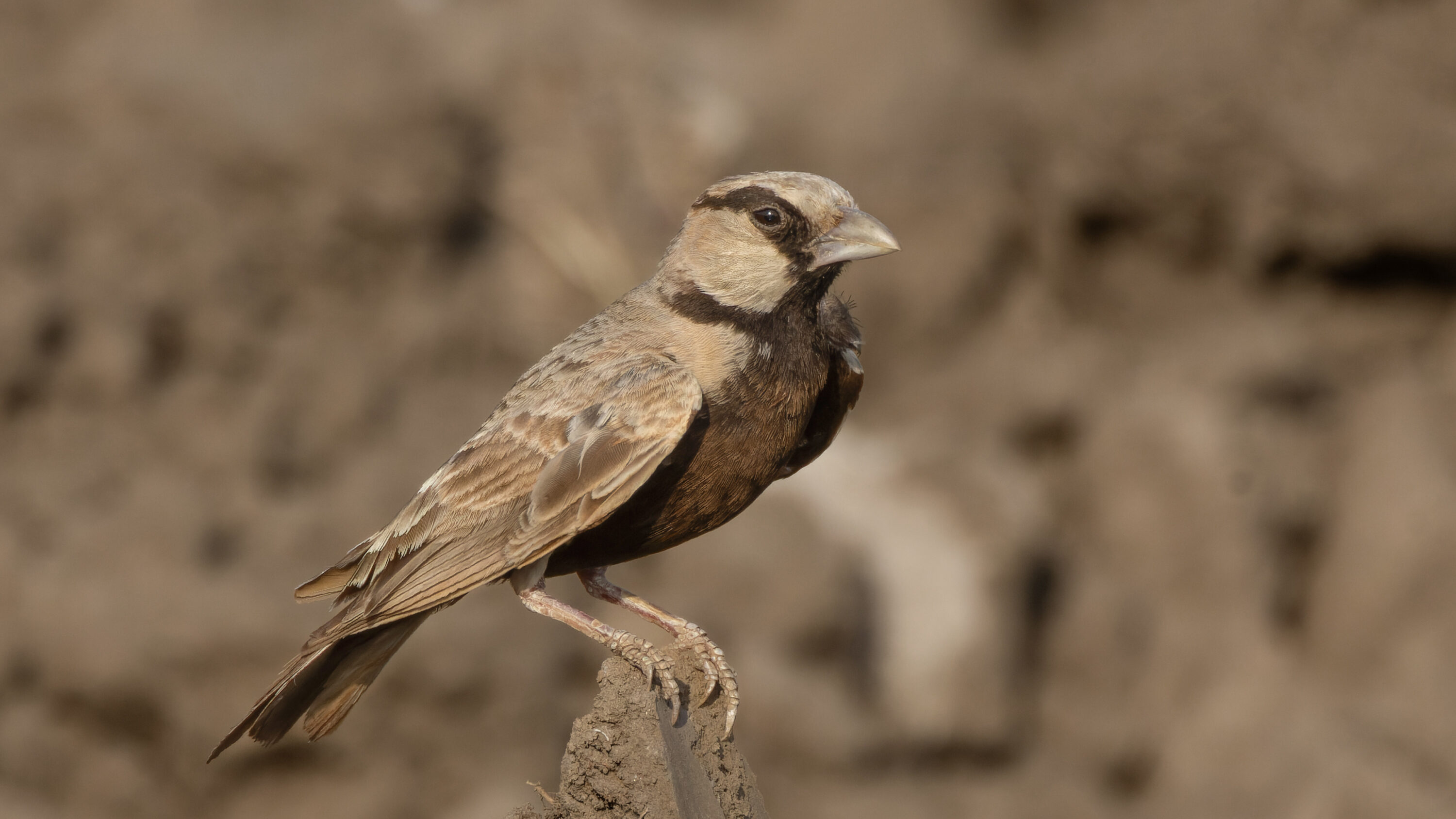 Eremopterix griseus, Jawai Bandh, Rajasthan, India