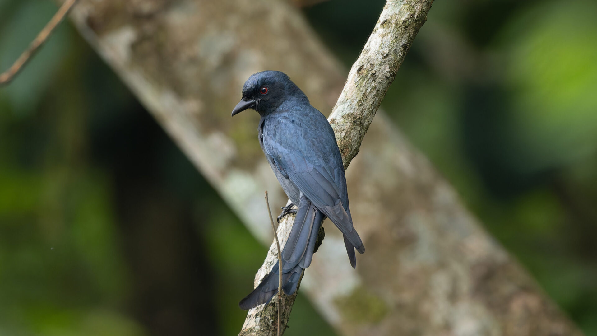 Ashy drongo perched on a branch in Latpanchar, West Bengal, India