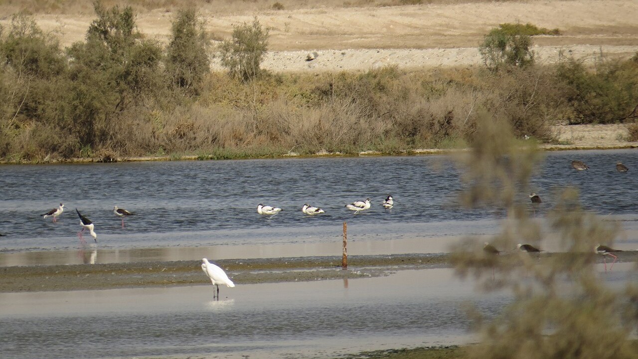 Pied avocets and black-winged stilts using a shallow wetland