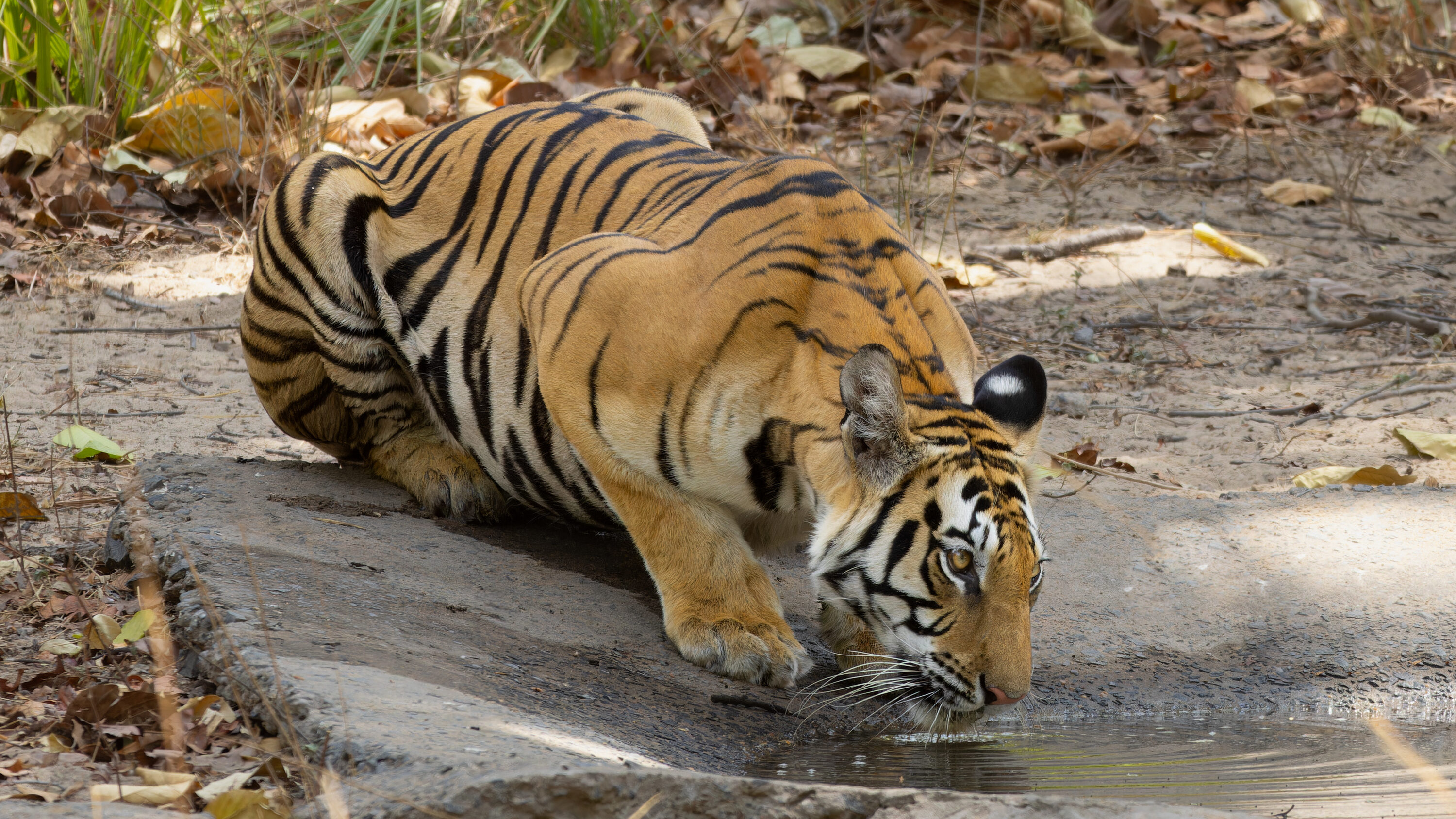 Subadult female Bengal tiger drinking in Bandhavgarh National Park, Madhya Pradesh, India