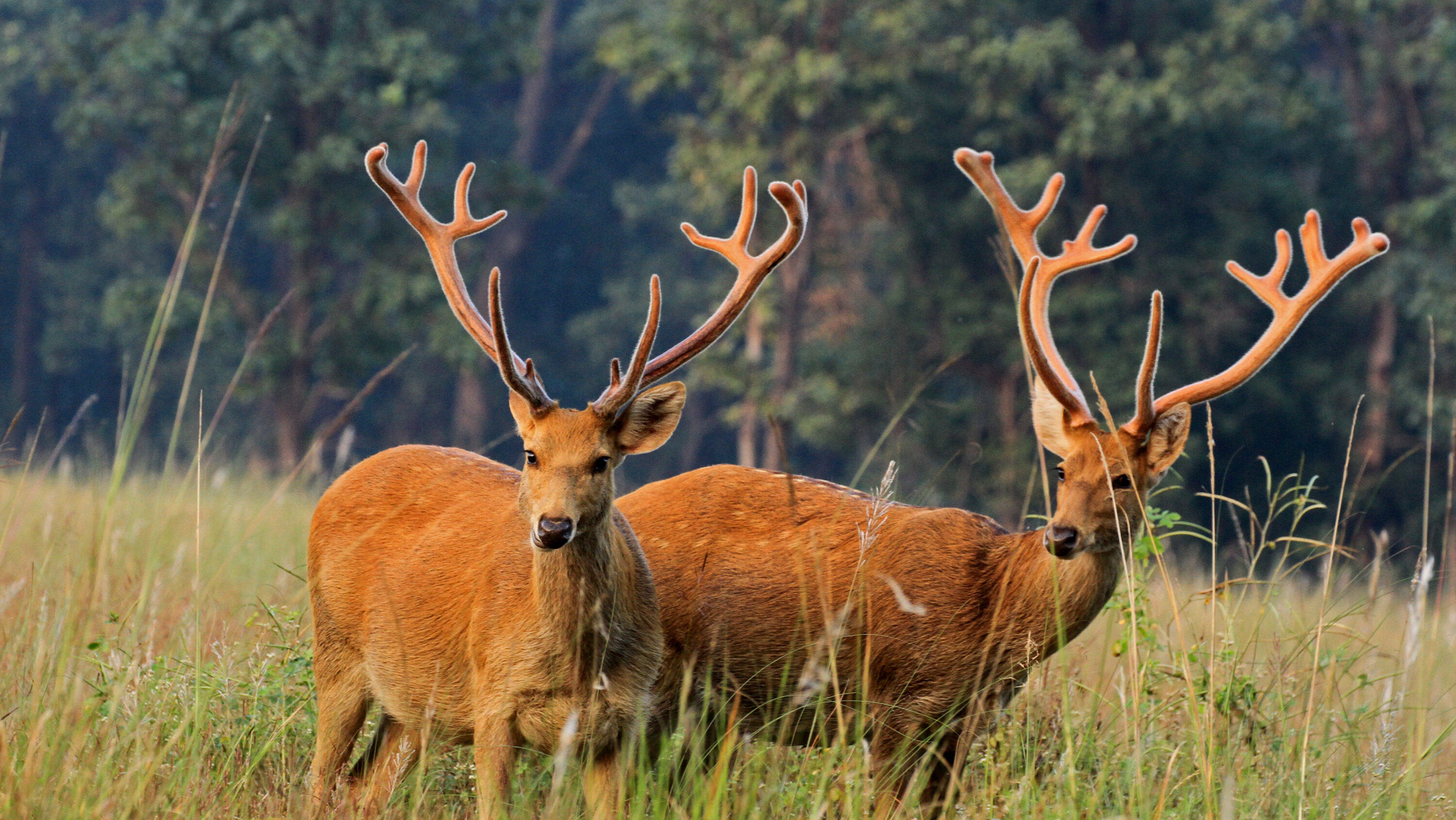 Two barasingha males standing in grass in India