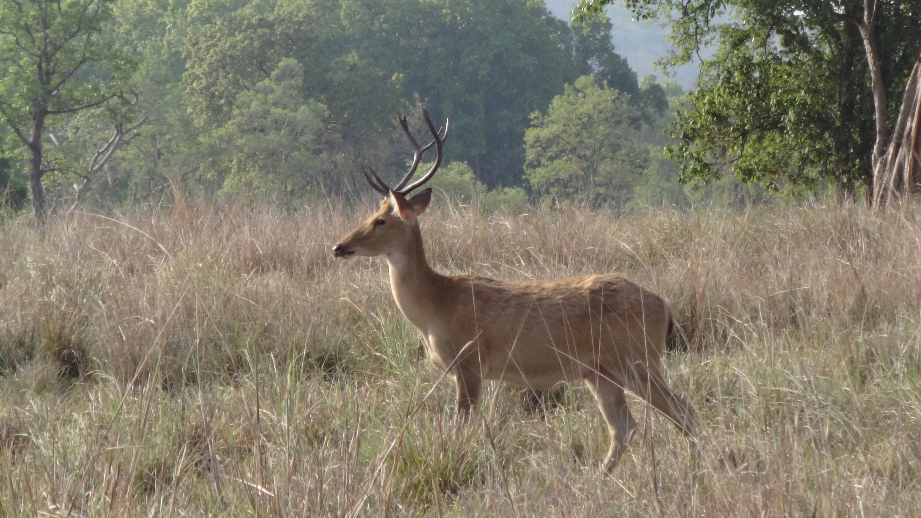 Wild barasingha standing in grassland at Kanha National Park, India
