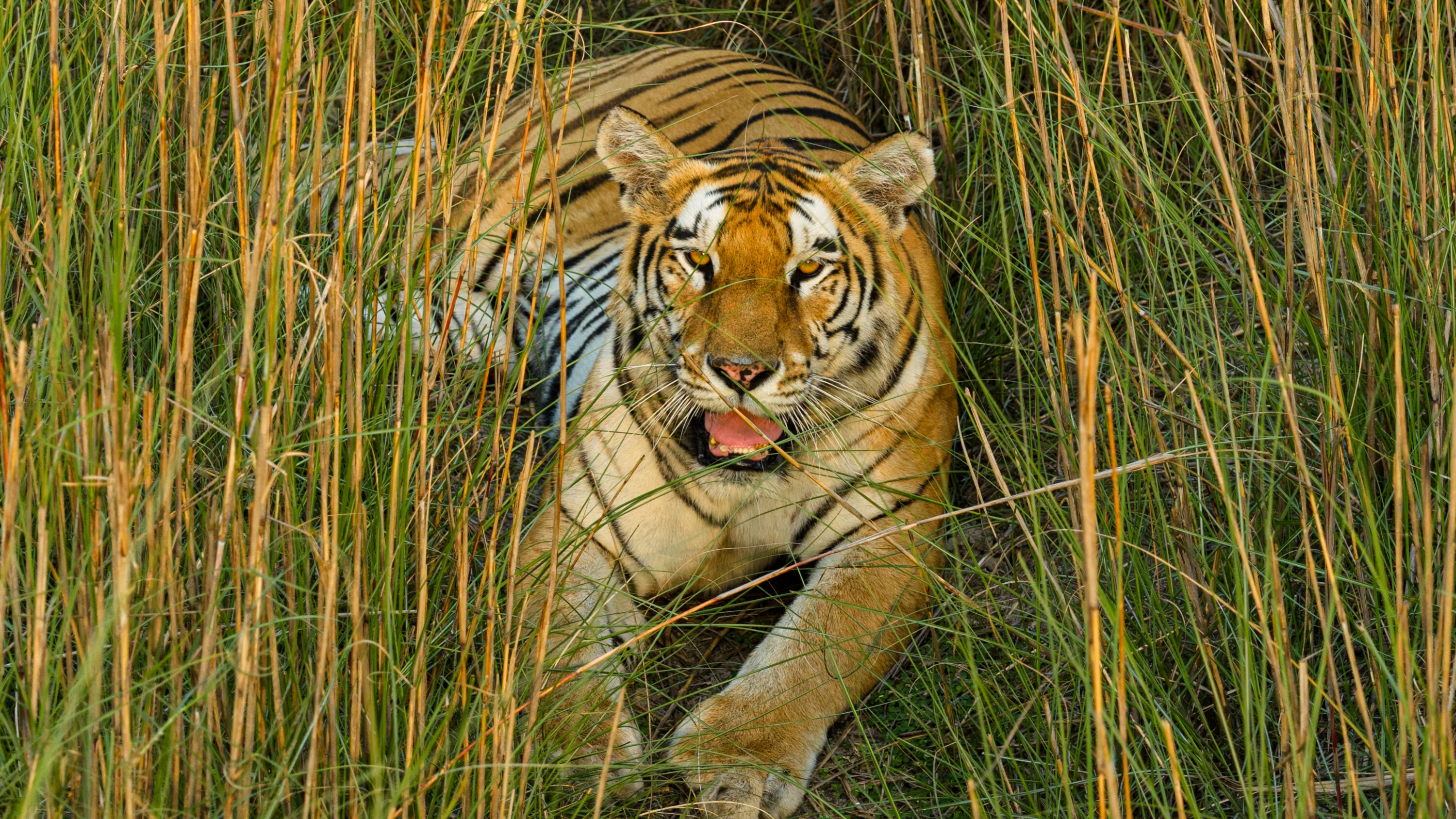 Wild Bengal tiger in tall grass in Bardia National Park, Nepal