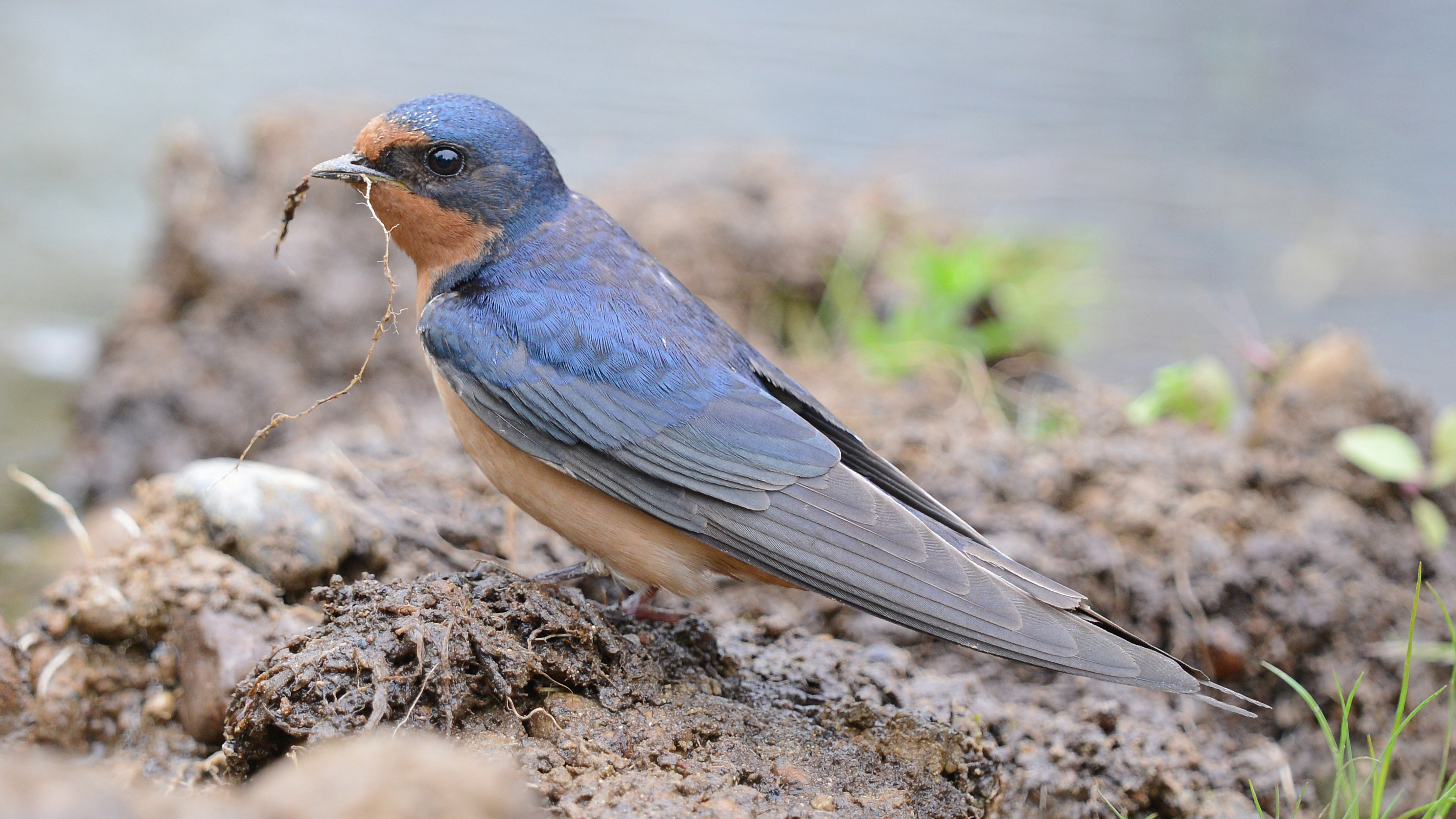 Female North American barn swallow gathering nest material in Washington State