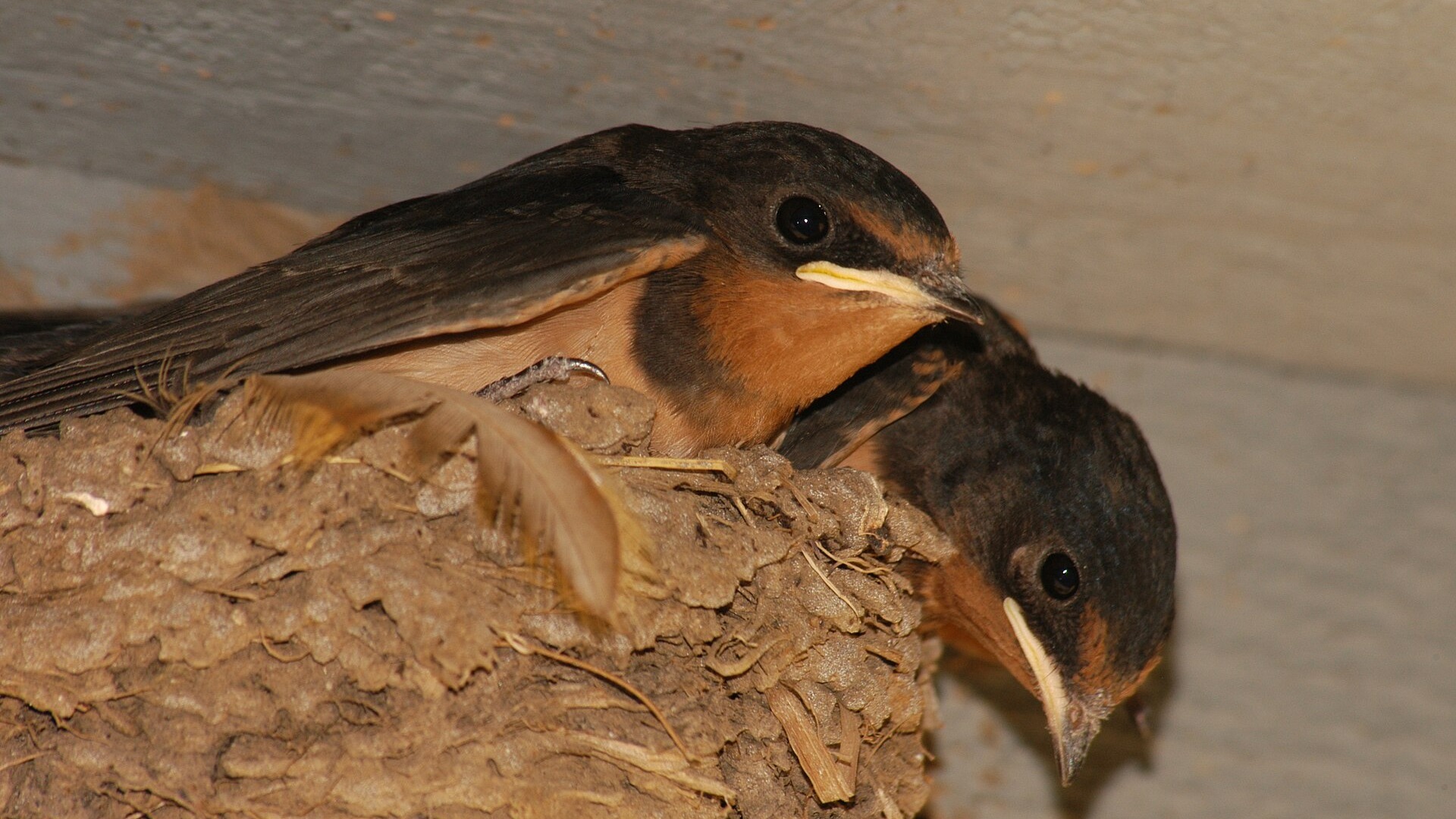 Barn Swallow fledglings at a sheltered nest
