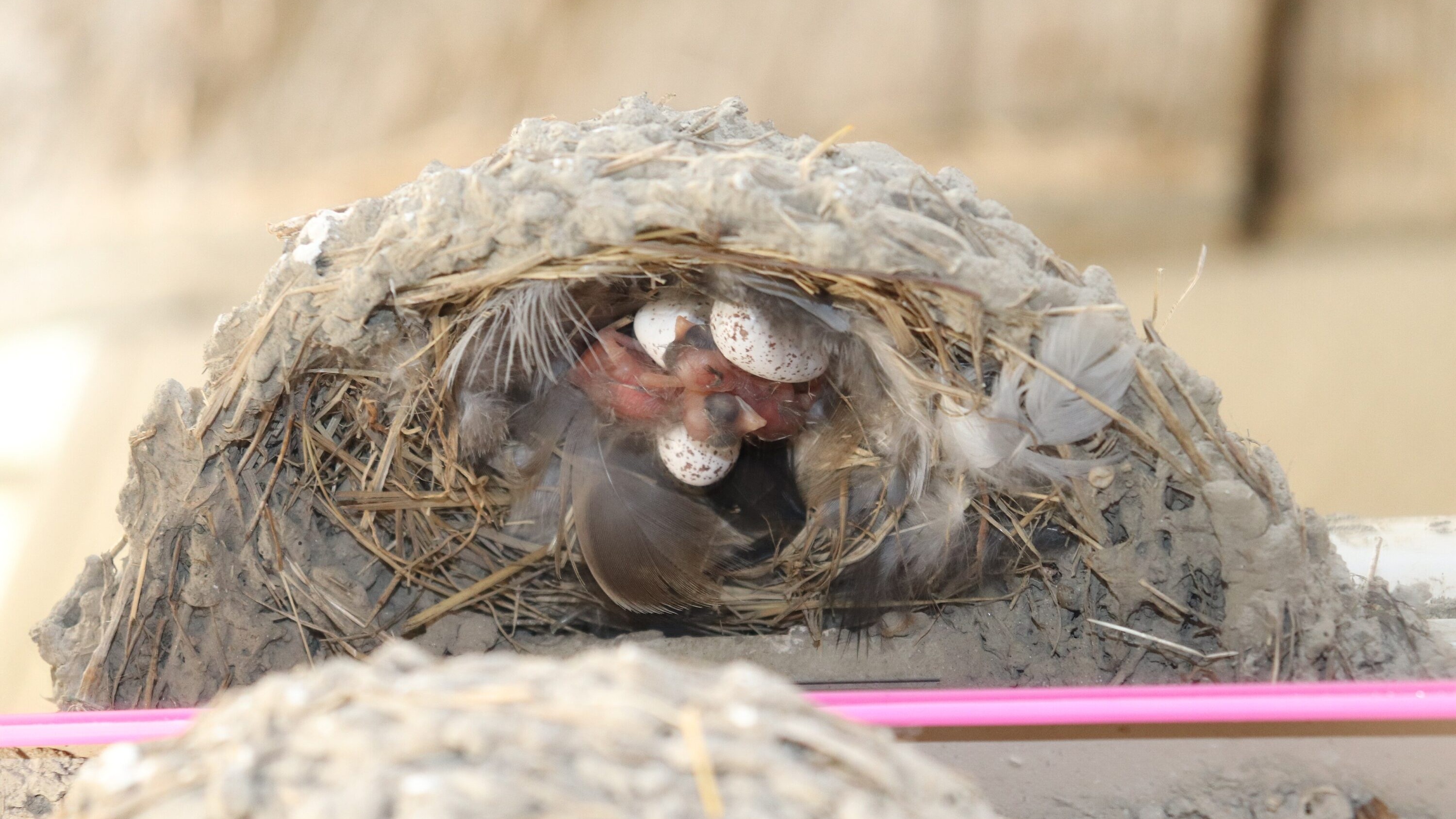 Two newly hatched barn swallow chicks and three eggs in a mud nest