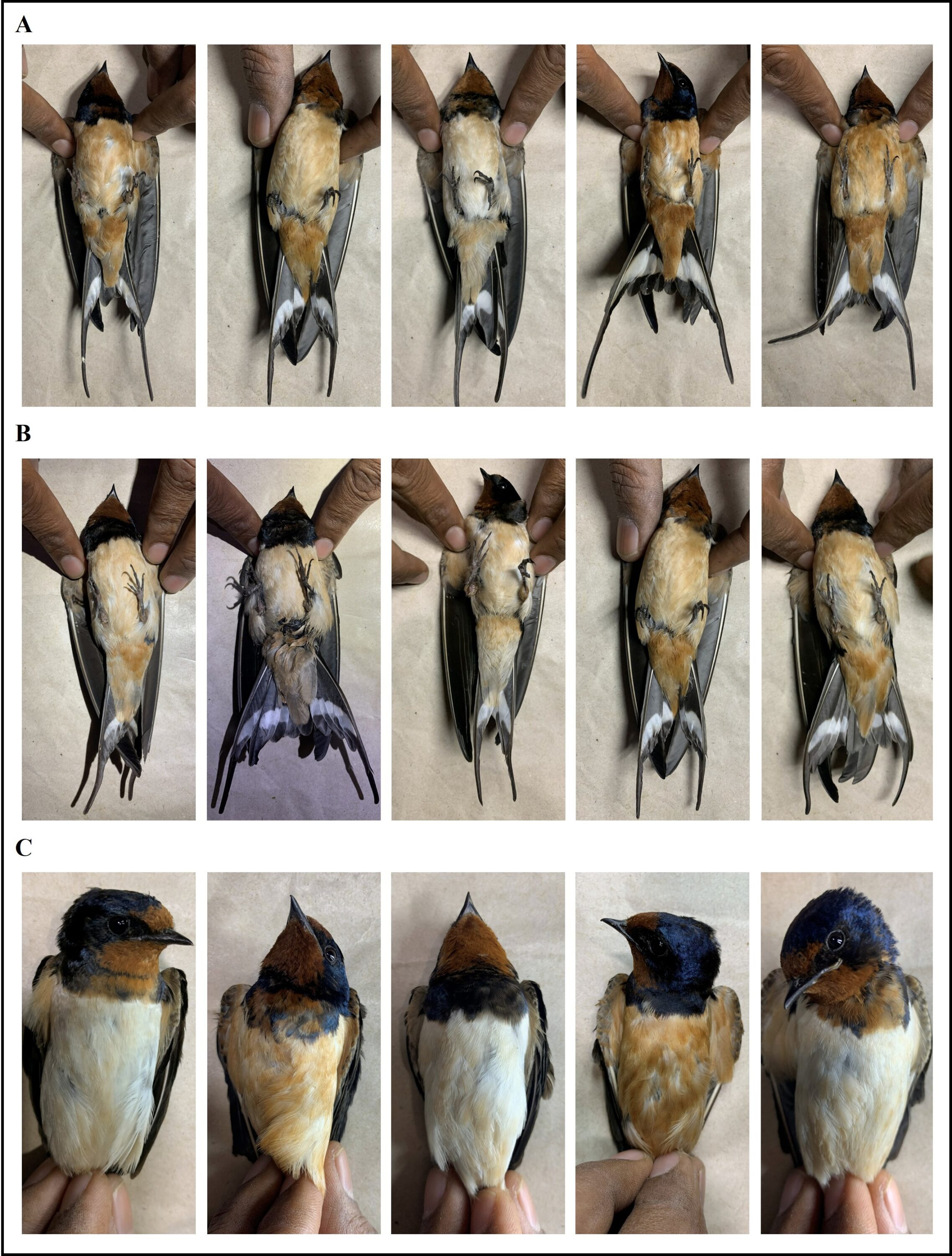 Plumage variation in adult barn swallows sampled in Imphal Valley, Manipur